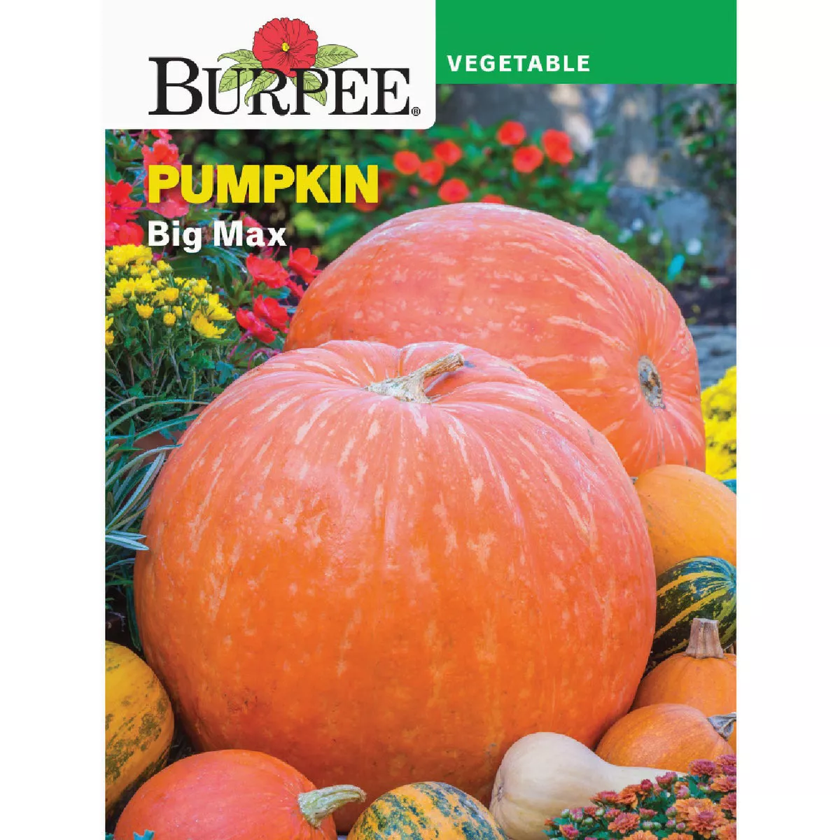 Burpee Pumpkin Big Max Seed Packet