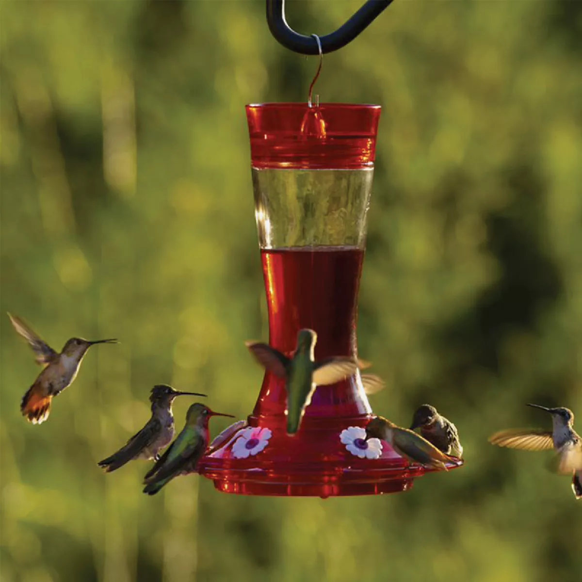 More Birds Garnet 20 Oz. Glass Hummingbird Feeder - photo 2
