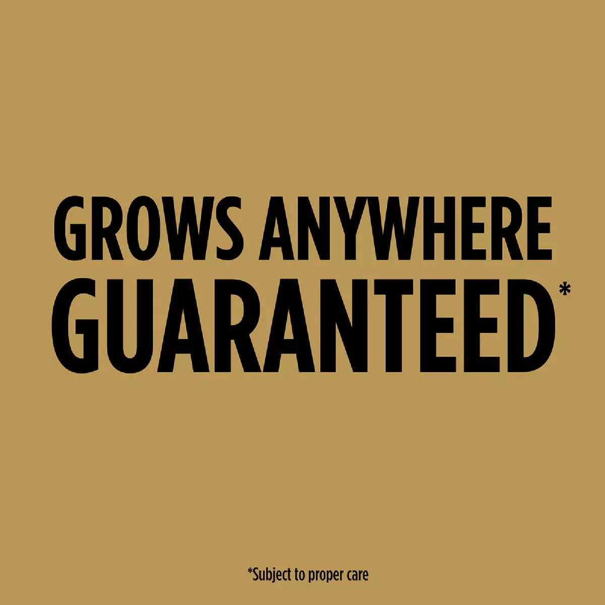 Scotts EZ Seed 2 Lb. Sun & Shade Dog Spot Repair Mulch, Seed and Soil Amendment Combination - photo 2