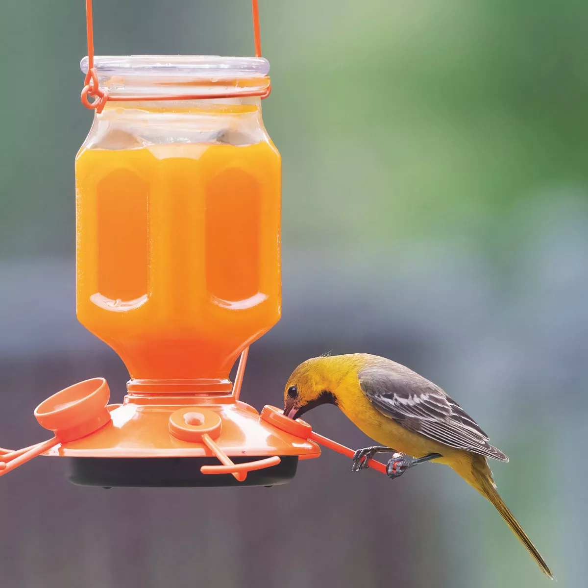 Perky Pet 32 Oz. Orange Liquid Concentrate Oriole Nectar - photo 5