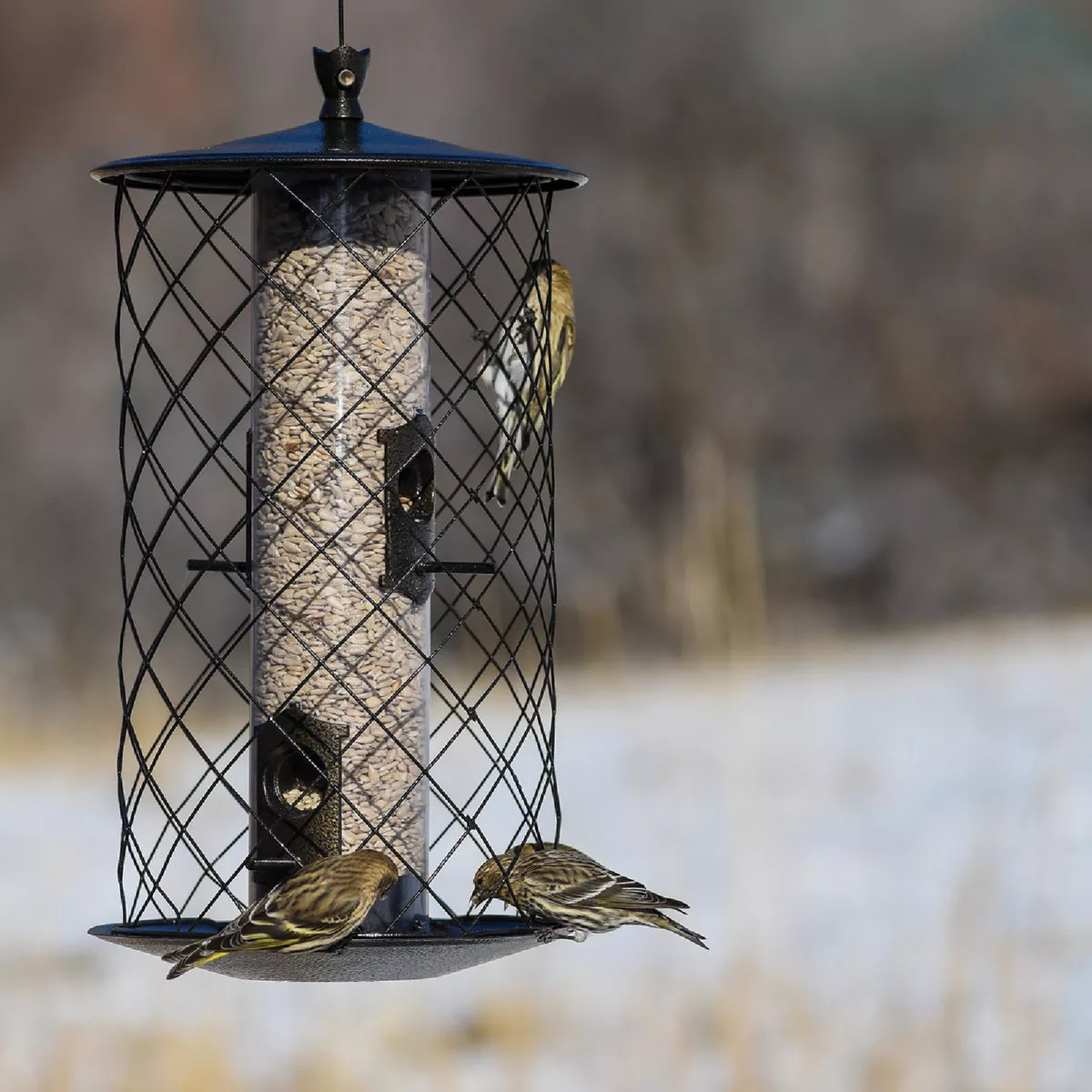 Perky-Pet The Preserve Black 3 Lb. Capacity Wild Bird Feeder - photo 3