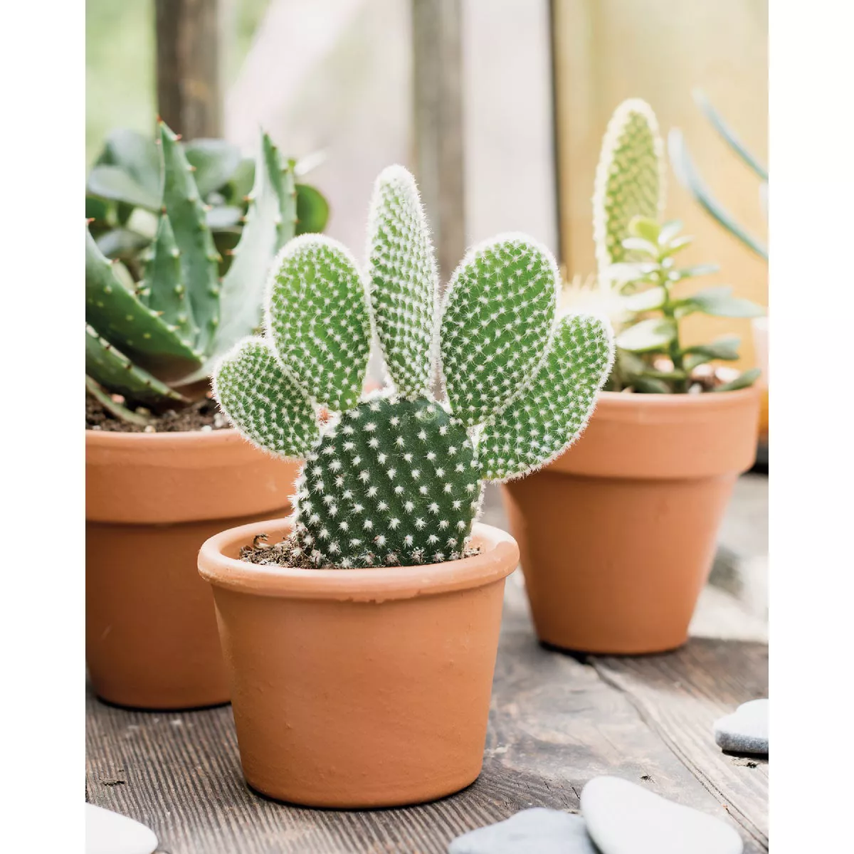 Deroma 2.8 In. Red Terra Cotta Clay Standard Planter - photo 2