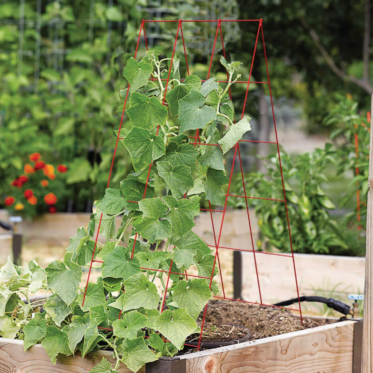 Panacea 48 In. H. Red Heavy-Duty Wire A-Frame Plant Support - photo 2