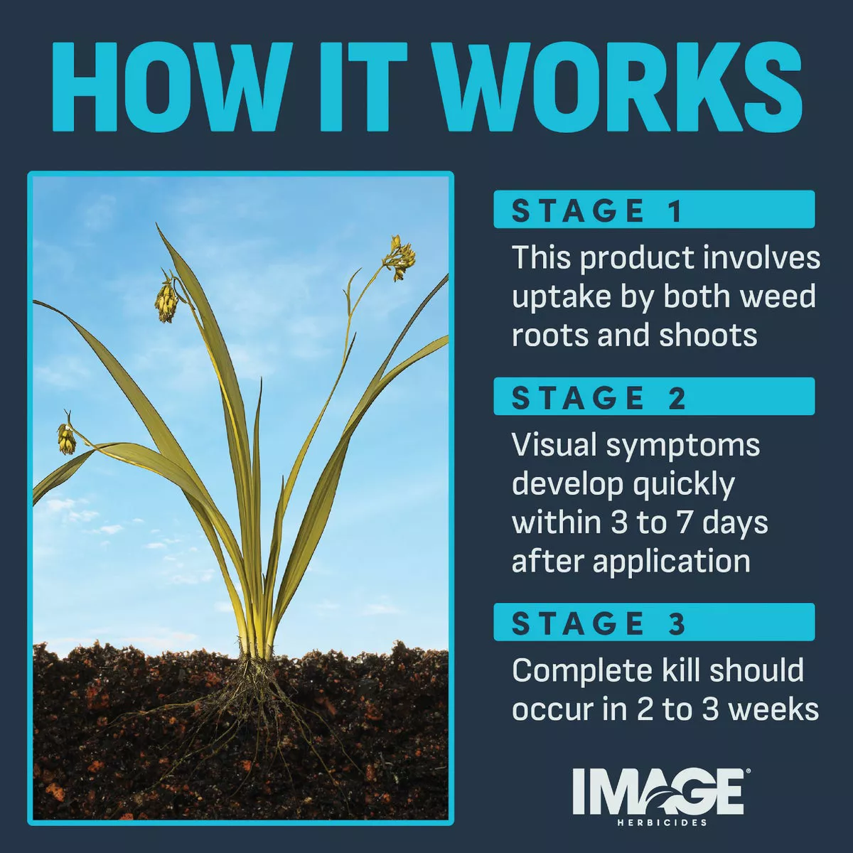 Image 24 Oz. Concentrate Crabgrass Nutsedge Lawn Weed Killer - photo 4