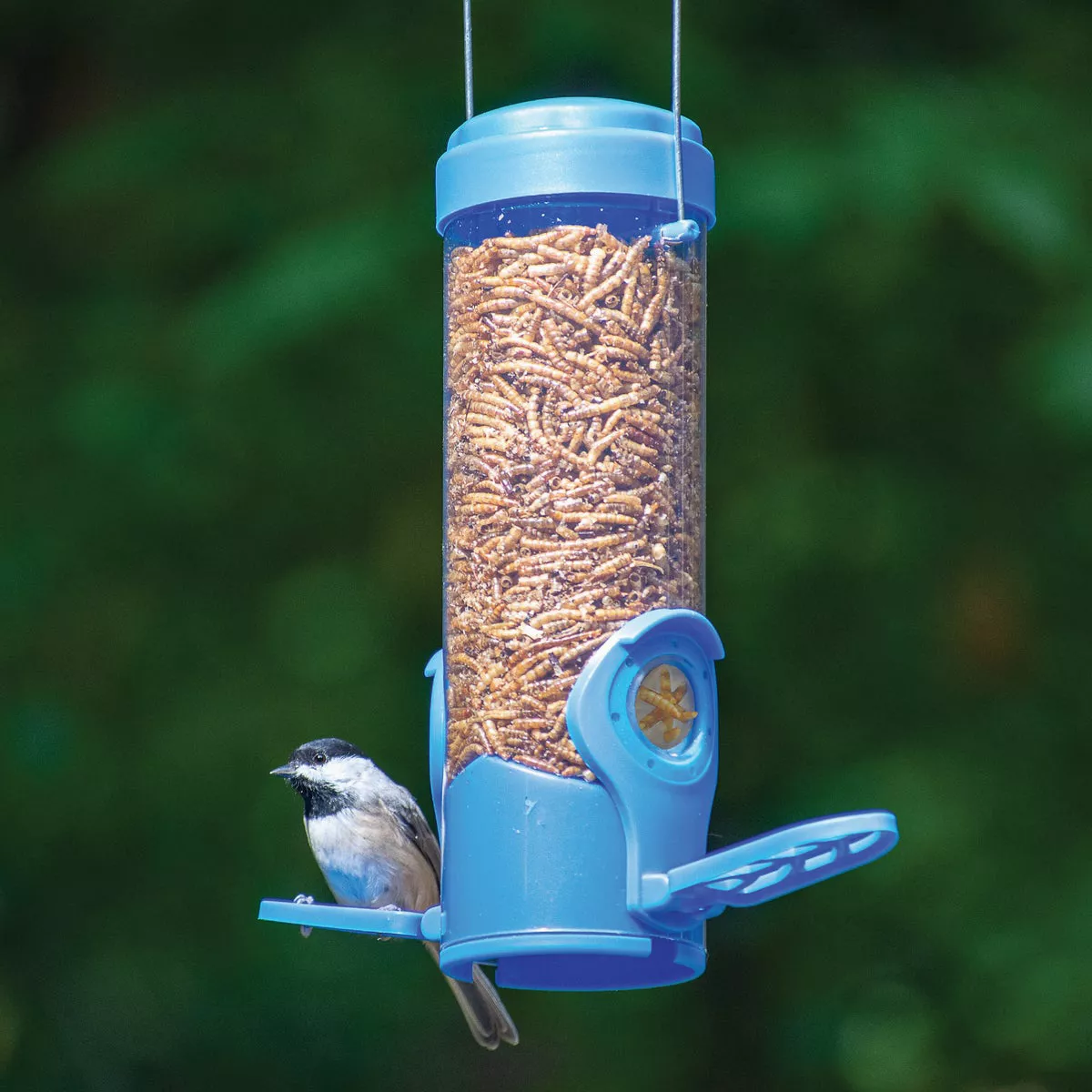 Perky-Pet Blue Plastic 3.5 Oz. Capacity Dried Mealworm Bird Feeder - photo 2