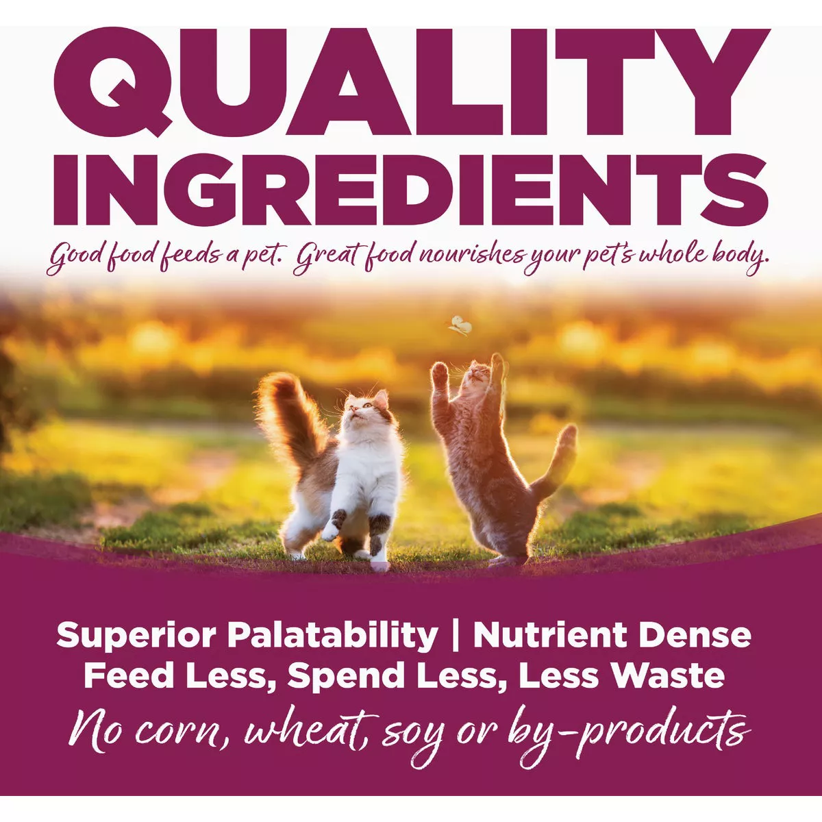 NutriSource 12 Lb. Chicken & Rice Dry Cat & Kitten Food - photo 3