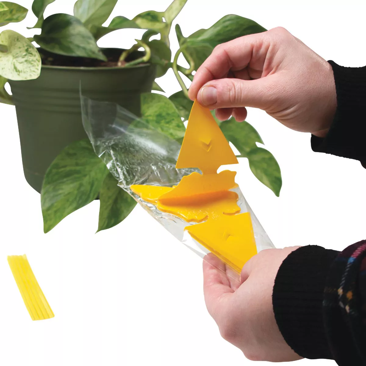 Intruder The Better Bugtrap for Plants Disposable Indoor/Outdoor Insect Trap (10-Pack) - photo 3