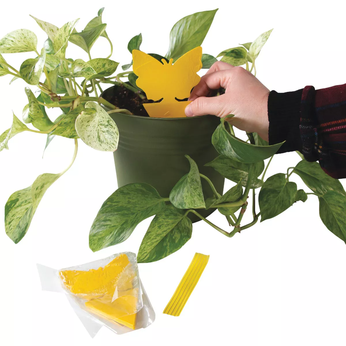 Intruder The Better Bugtrap for Plants Disposable Indoor/Outdoor Insect Trap (10-Pack) - photo 4