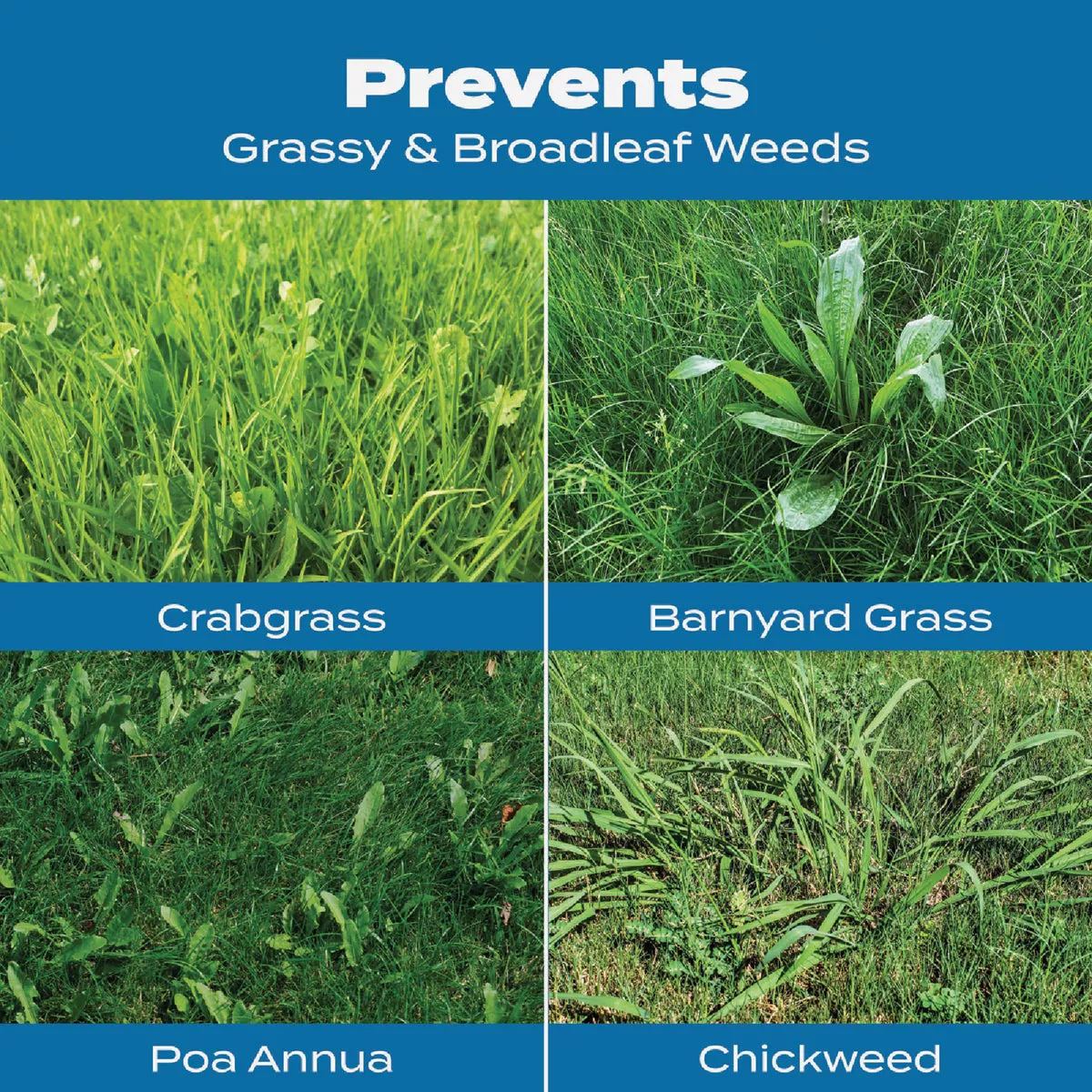 Scotts Turf Builder 40.05 Lb. 15 000 Sq. Ft. Halts Crabgrass Preventer with Lawn Food Do it Best