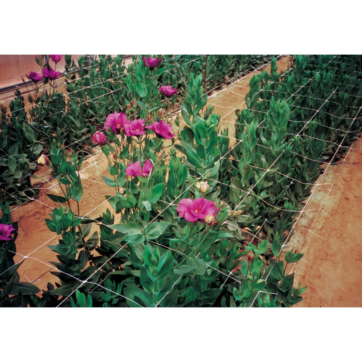 Tenax Hortanova 48 In. x 8 Ft. Polypropylene Trellis Netting - photo 4