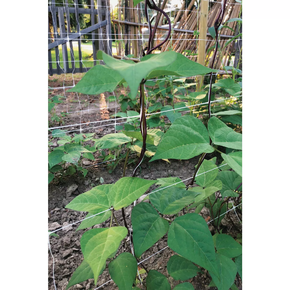 Tenax Hortanova 48 In. x 8 Ft. Polypropylene Trellis Netting - photo 2