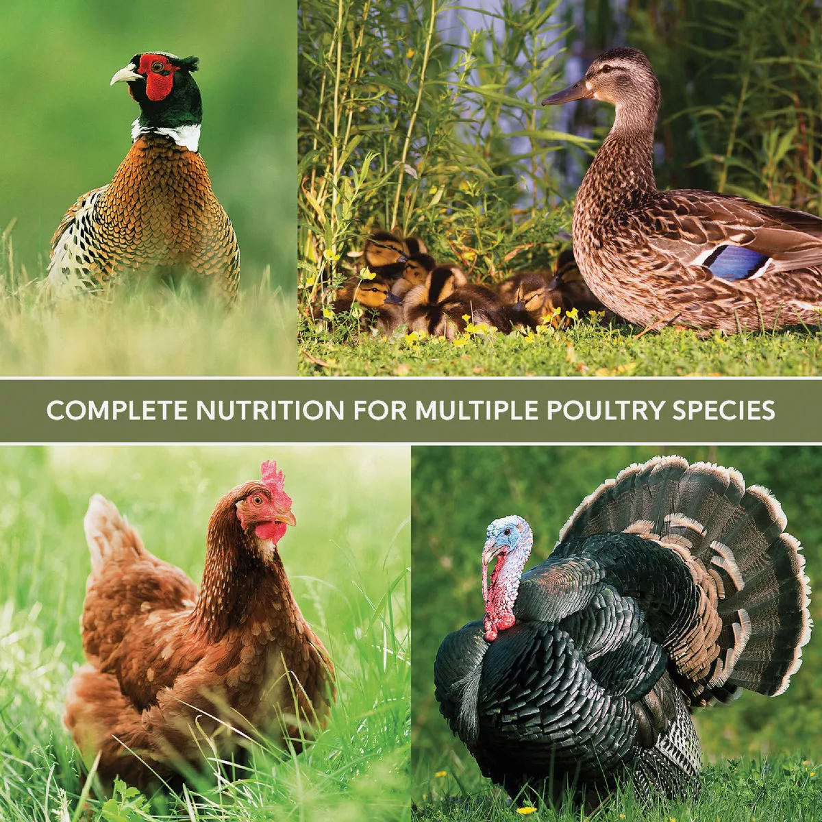 Kent Multi-Flock Chick N Game 50 Lb. Starter/Grower Crumble - photo 3