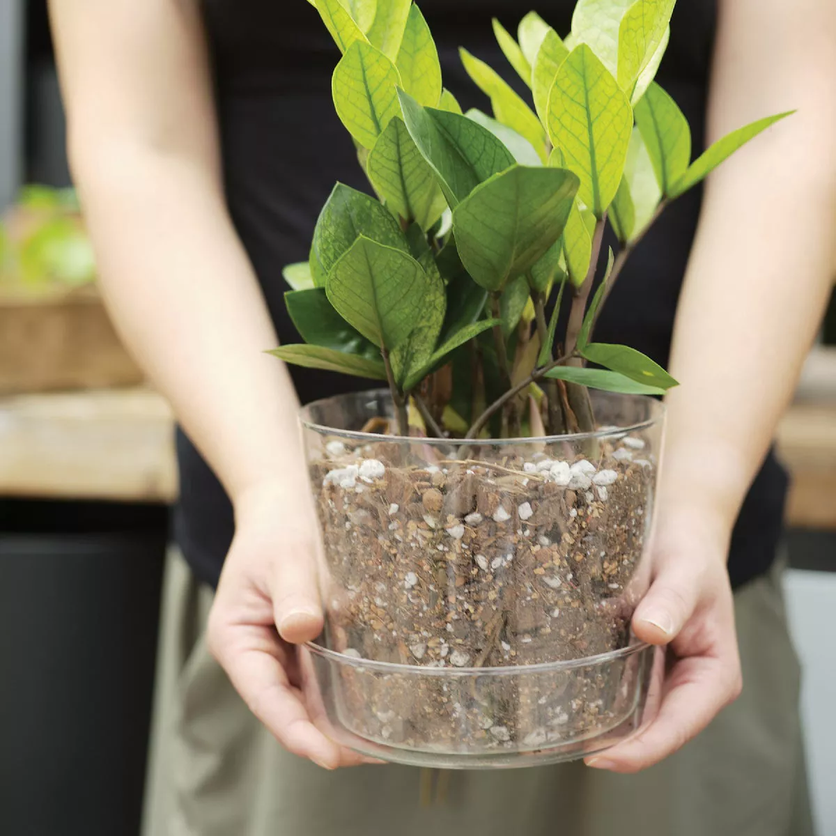 Sol Soils 4 Qt. Houseplant Chunky Mix - photo 3