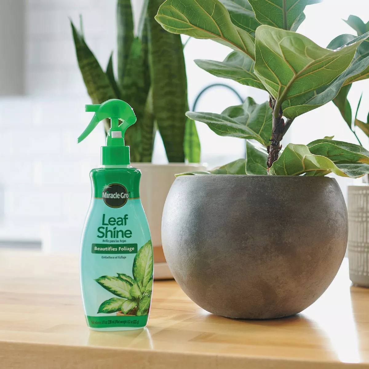 Miracle-Gro 8 Oz. Liquid Leaf Shine - photo 4