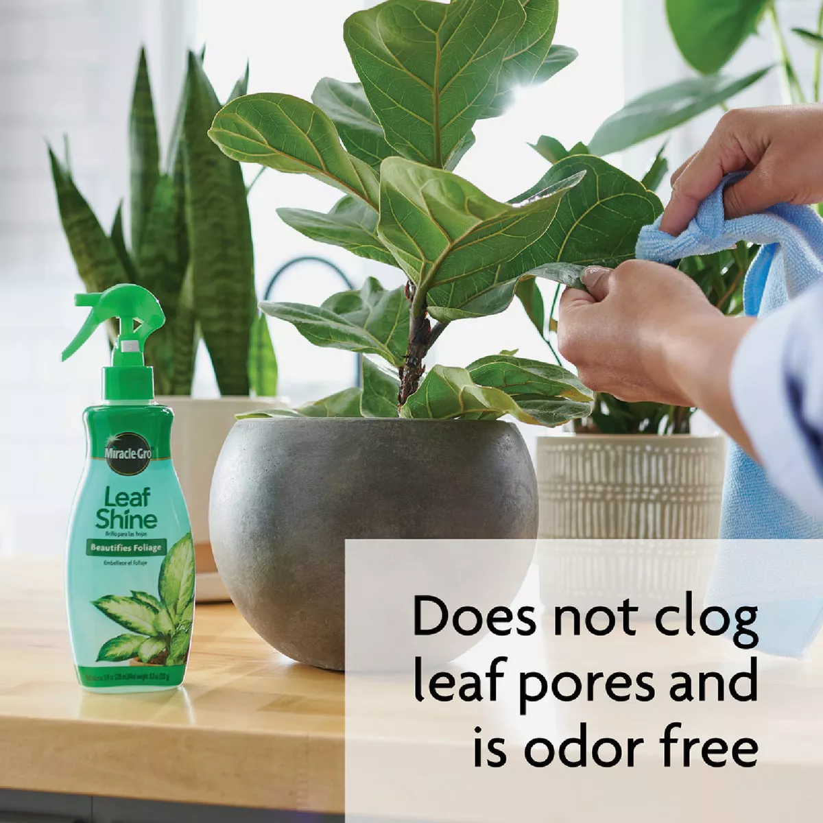 Miracle-Gro 8 Oz. Liquid Leaf Shine - photo 7