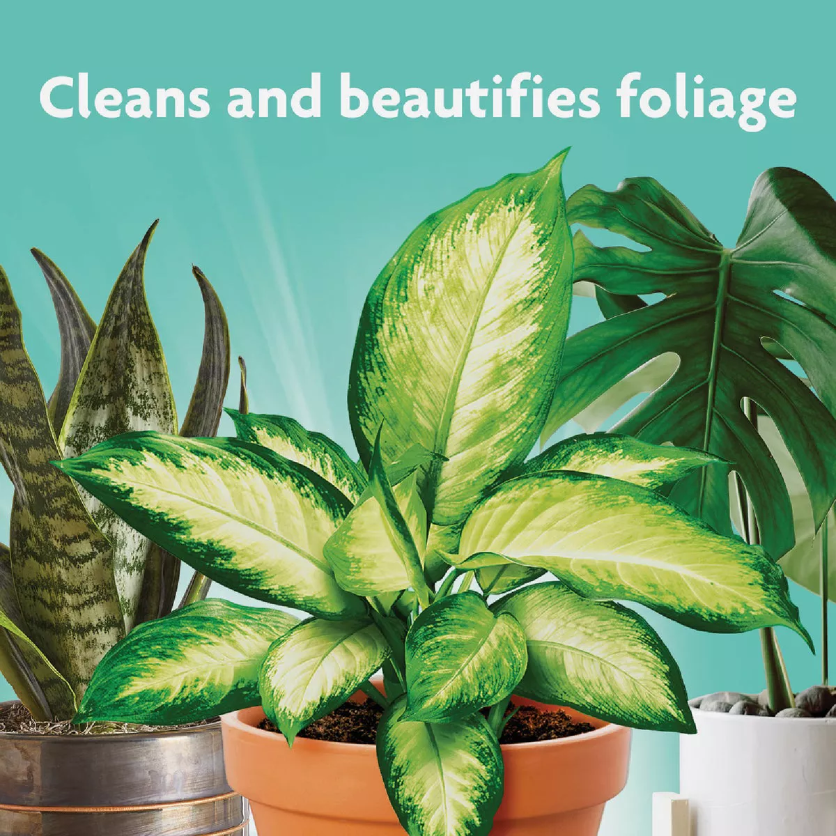 Miracle-Gro 8 Oz. Liquid Leaf Shine - photo 3