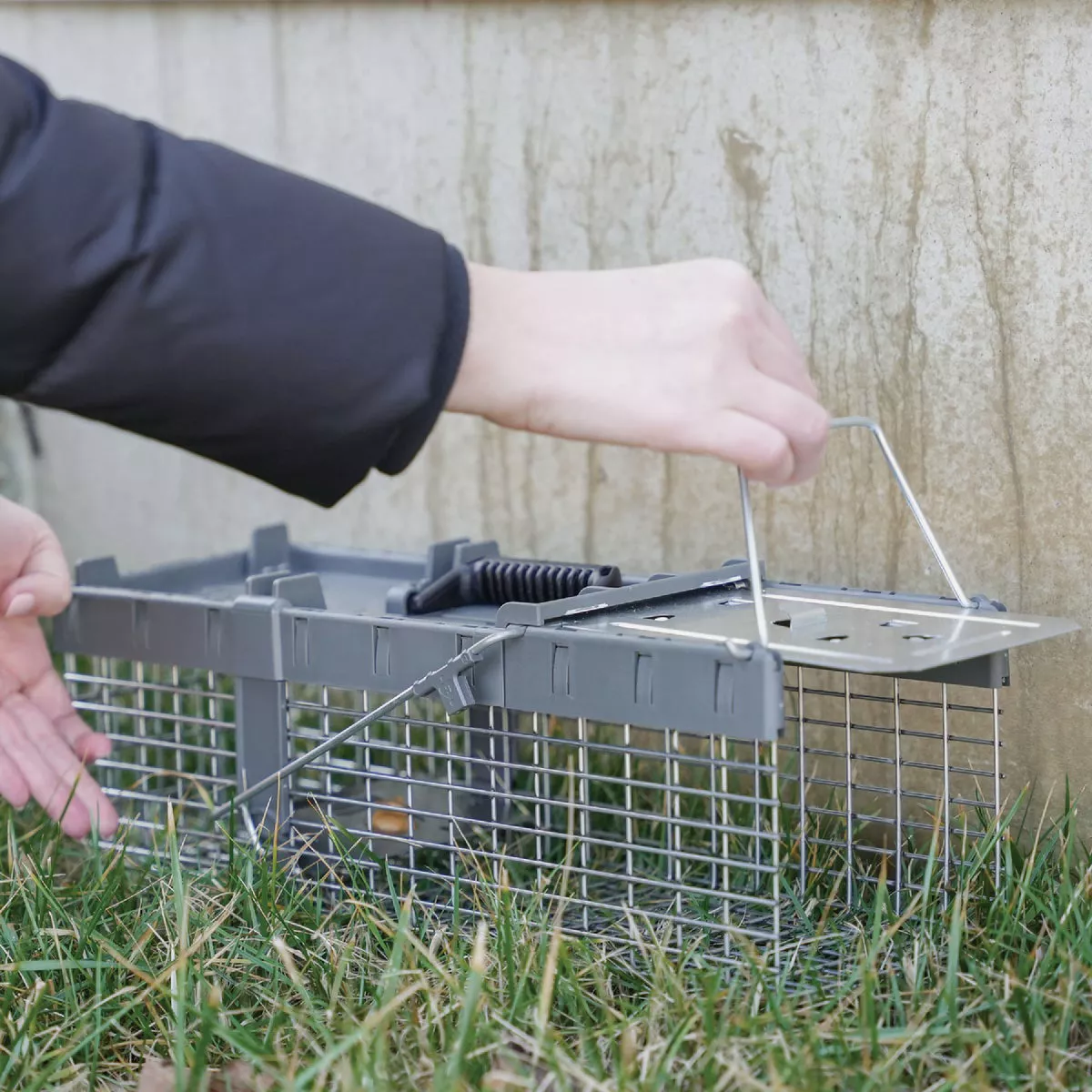 Havahart Galvanized Wire Mesh 17.75 In. 1-Door Small Live Animal Trap - photo 3