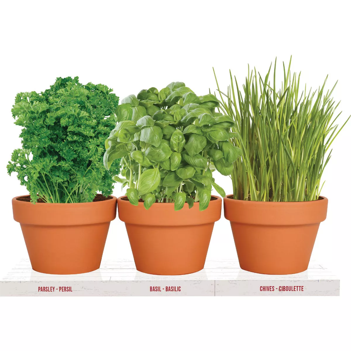 TotalGreen Holland Herb Trio Grow Kit - photo 2