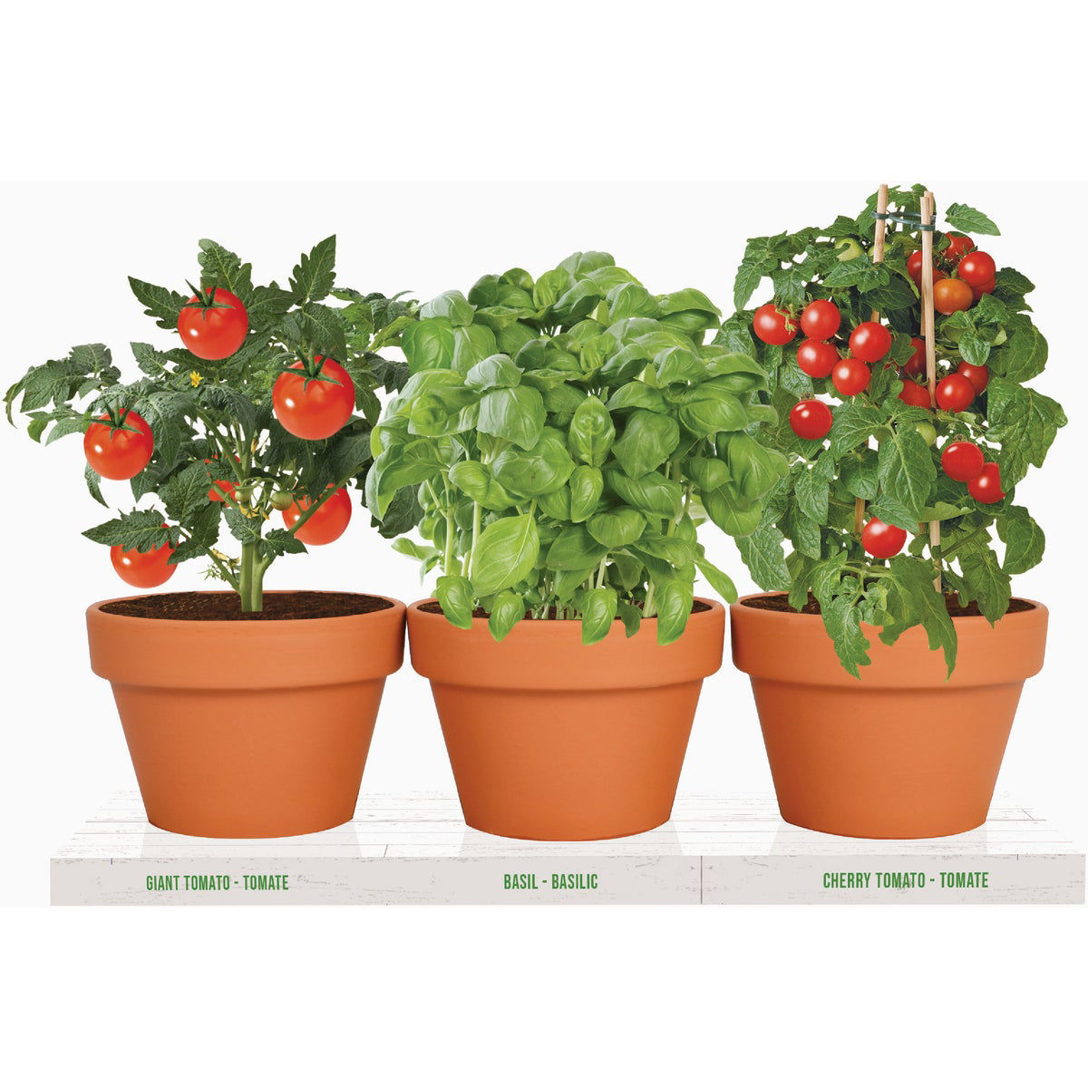 TotalGreen Holland Italian Herb Trio Grow Kit | Do it Best