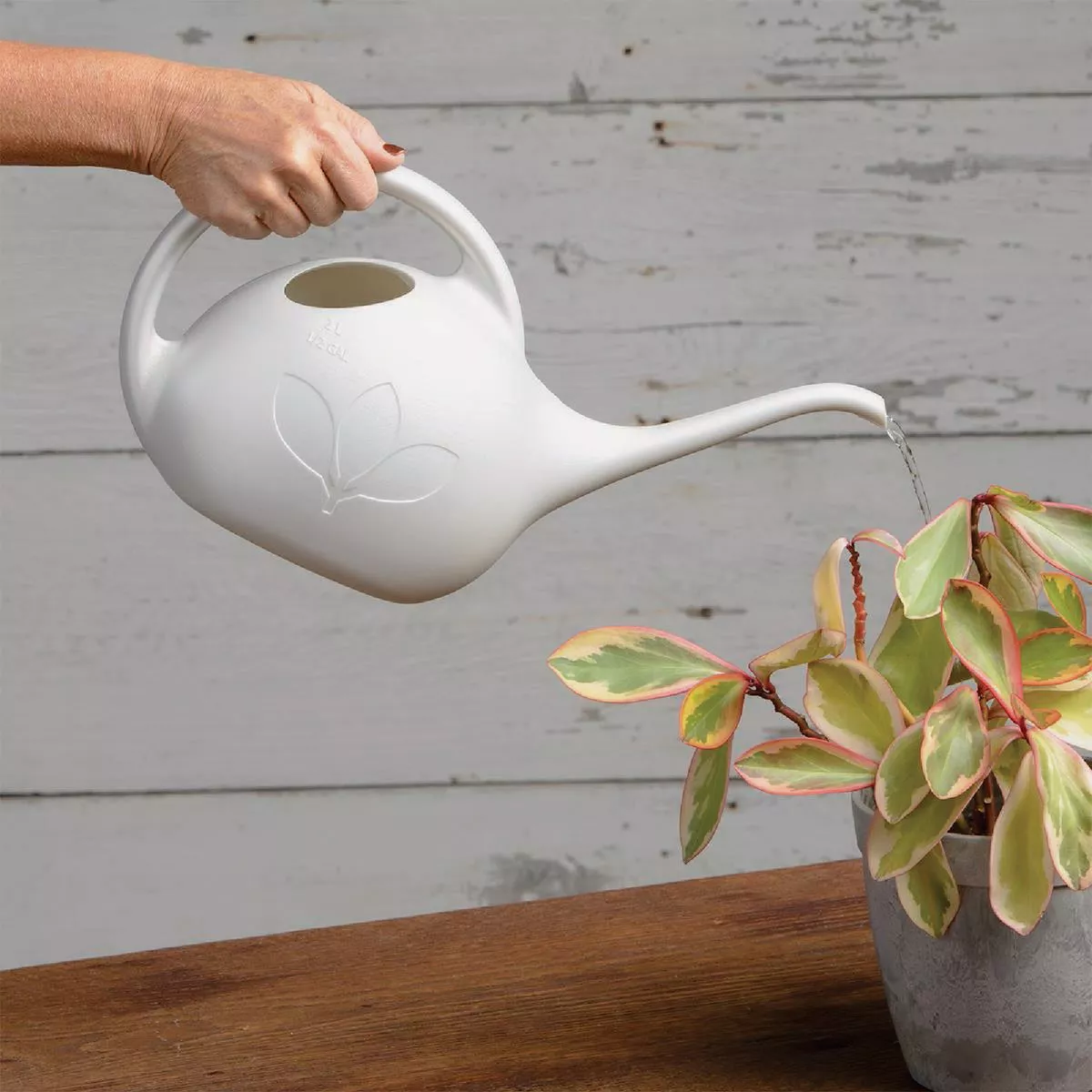 Novelty Root & Vessel 1/2 Gal. Pearl Deluxe Watering Can - photo 2