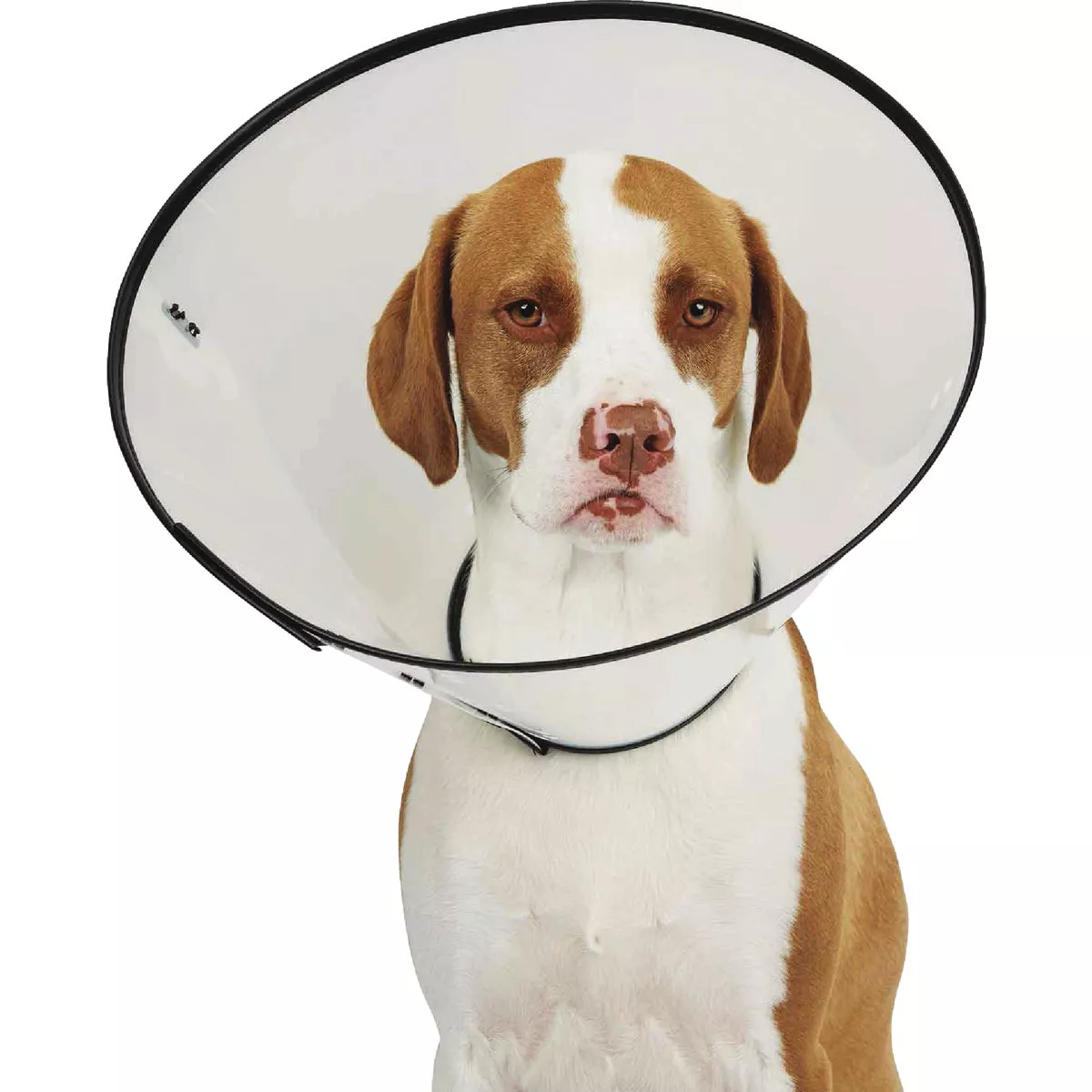 Total Pet Health Medium 11.5 In. Clear E-Collar - photo 2