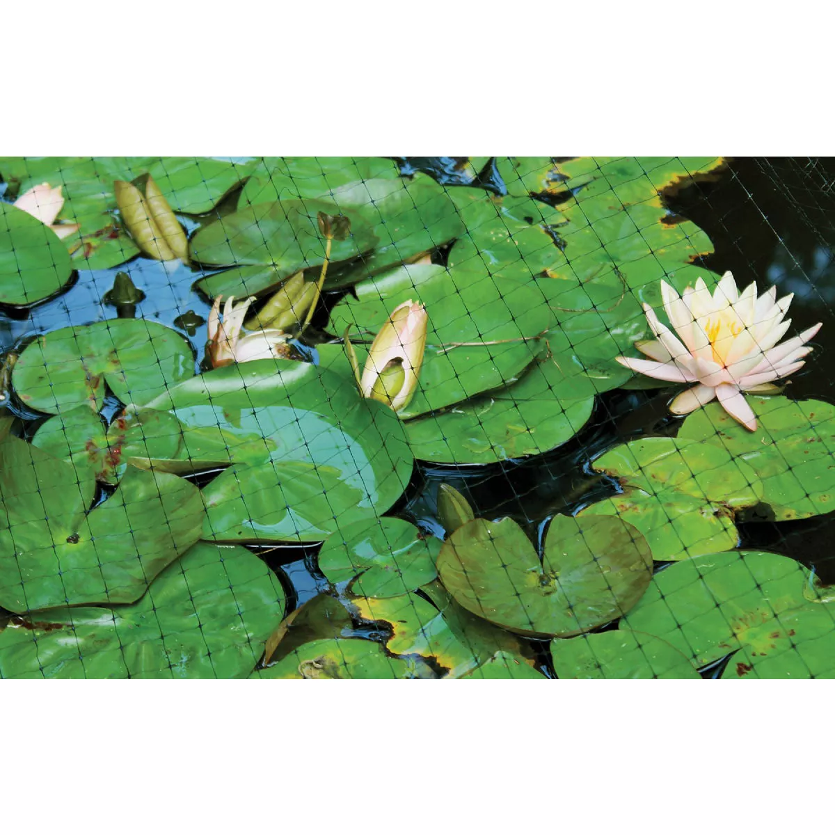 Tenax 3/4 In. x 3/4 In. Mesh 7 Ft. x 100 Ft. Black Plant & Pond Net - photo 5