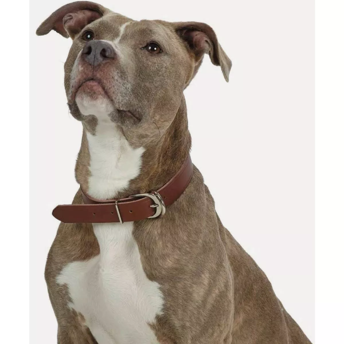Boss Pet Guardian Gear 1 In. x 16 to 19 In. Leather Hunting Dog Collar - photo 2
