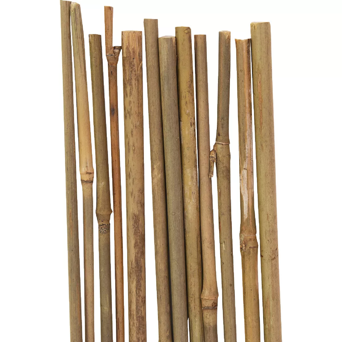 Gardener's Blue Ribbon 3 Ft. Bamboo Plant Stake (12-Pack) - photo 3