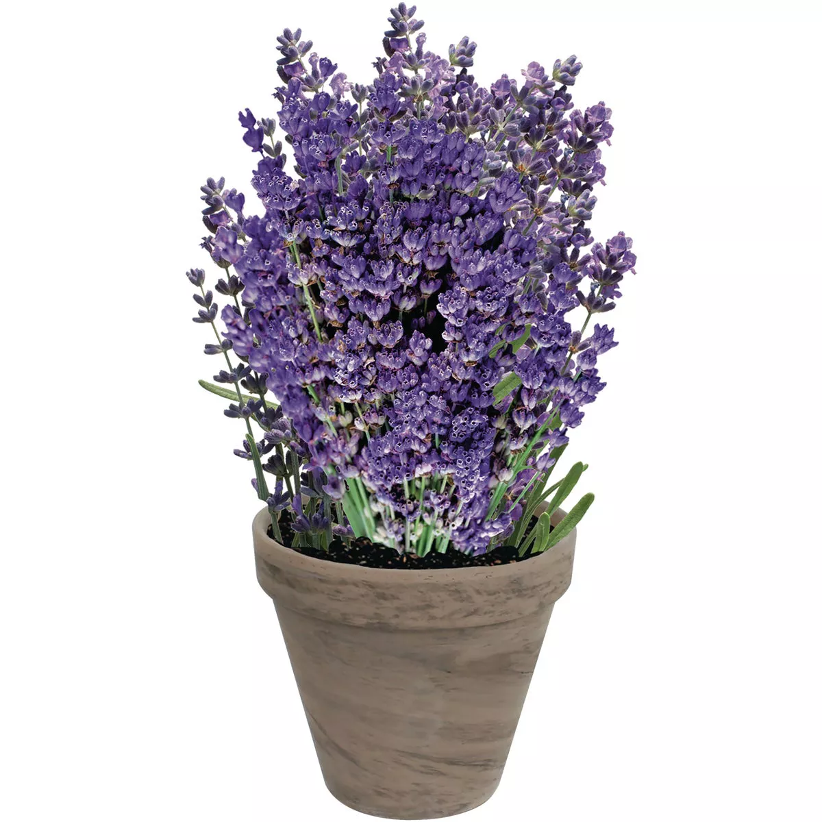 TotalGreen Holland Lavender Grow Kit - photo 2