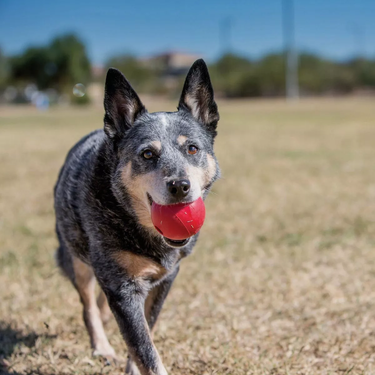 Kong Medium/Large Dog Ball - photo 4