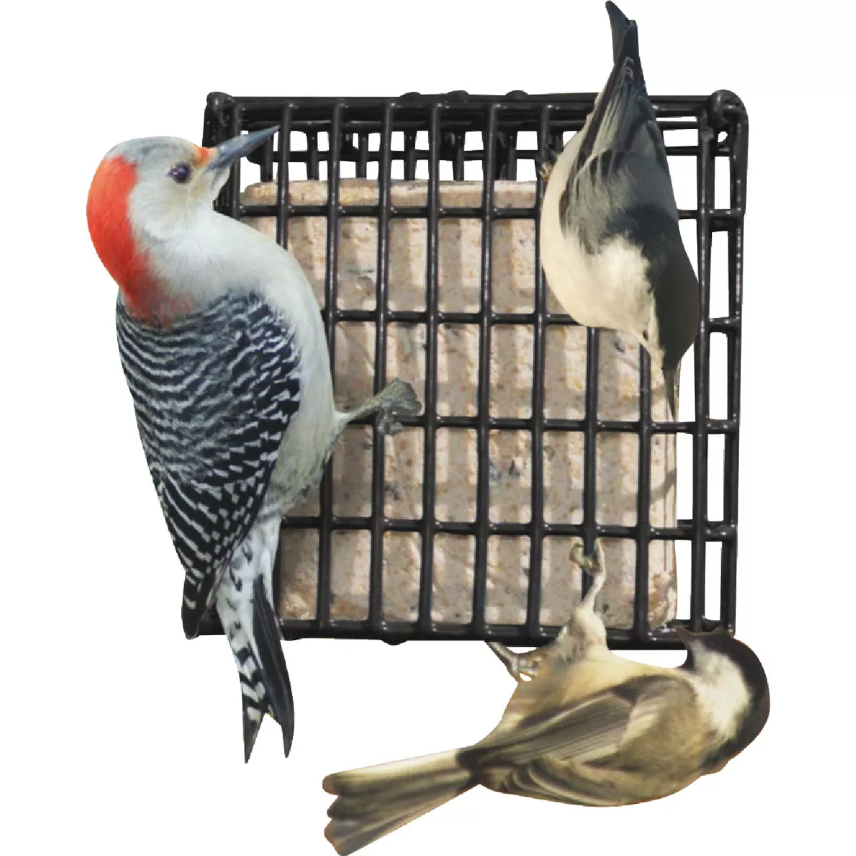 Suet Plus Woodpecker Blend Suet (10-Pack) - photo 2