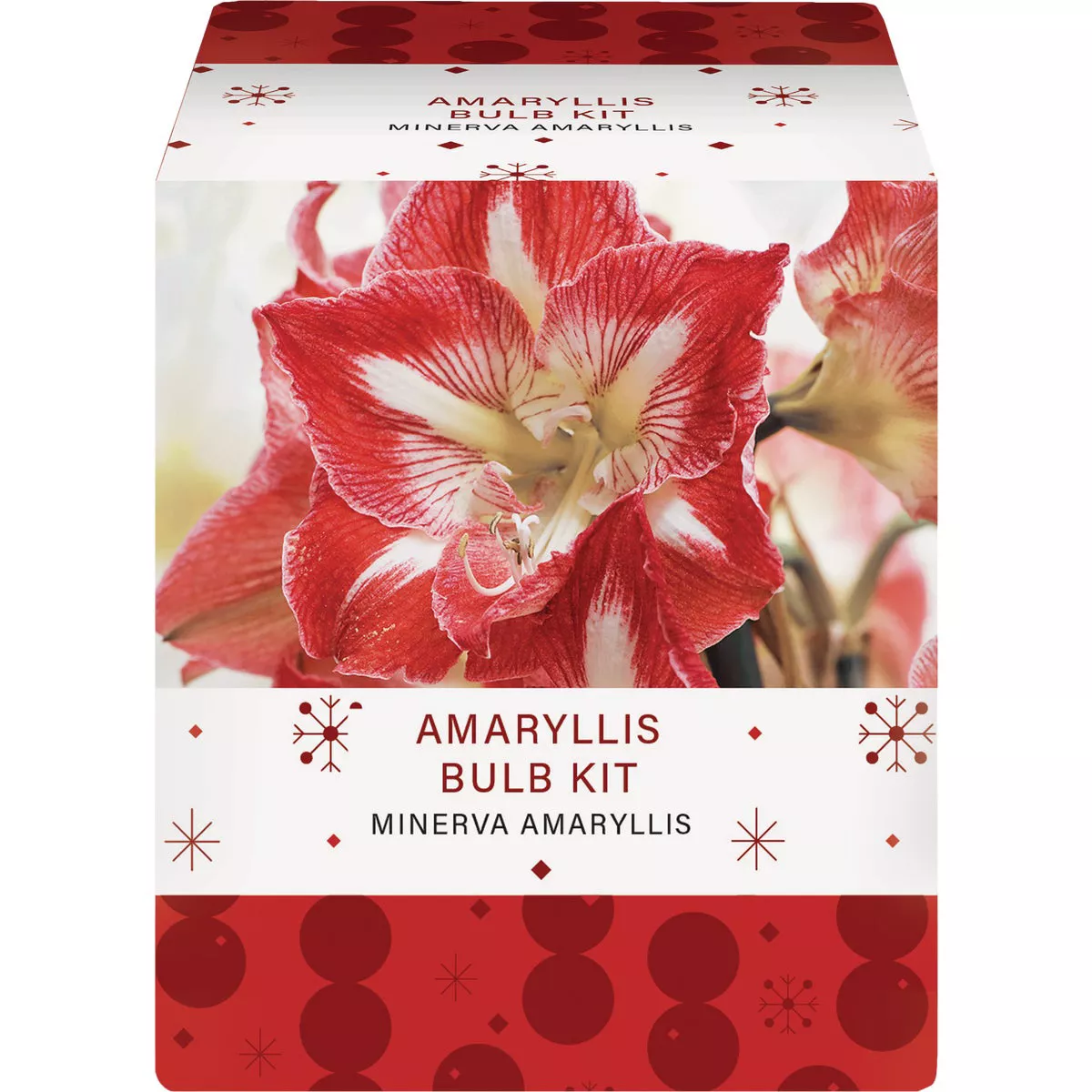 GSB Amaryllis Gift Box Flower Bulb - photo 3