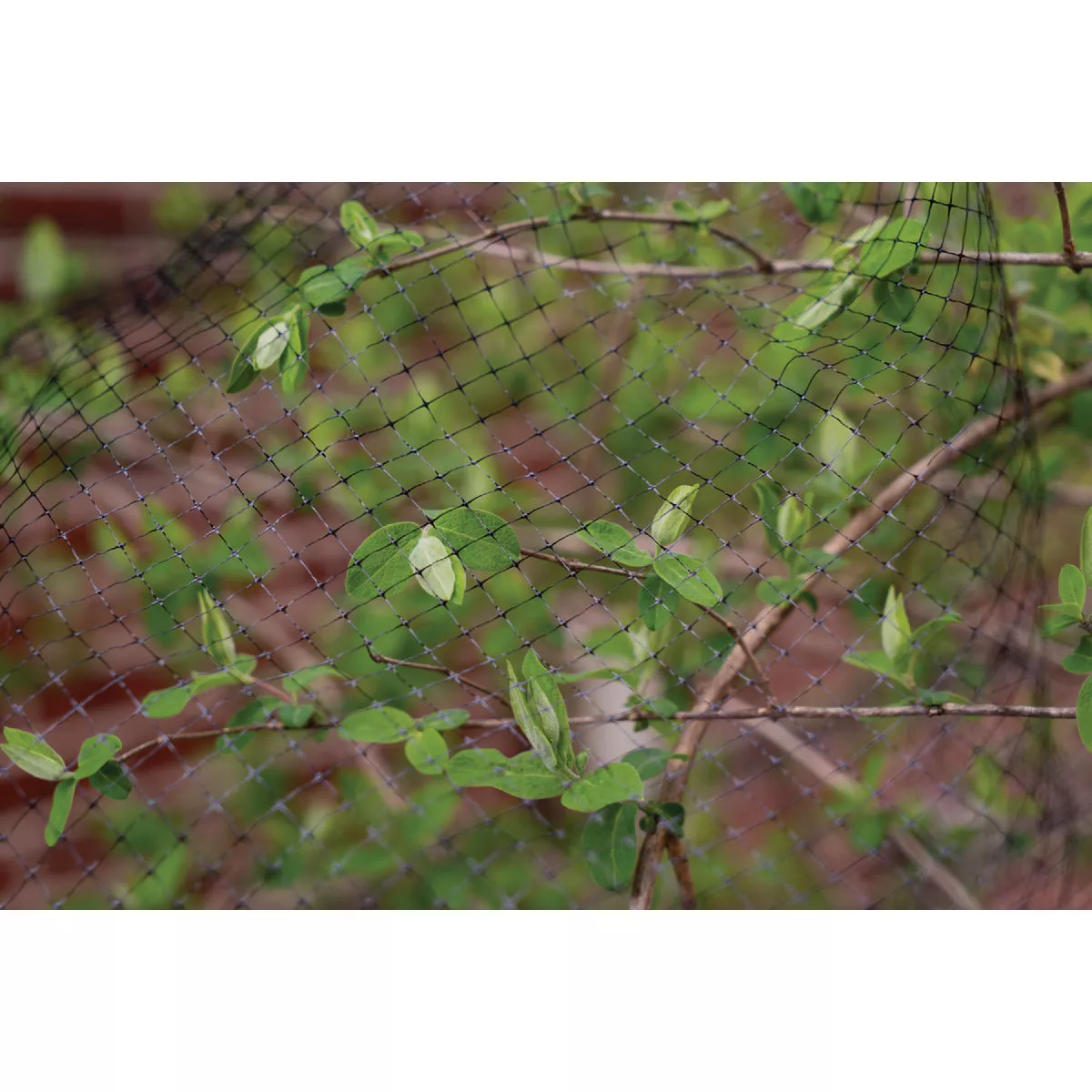 Dalen Cicada-X 3/8 In. Mesh 14 Ft. x 14 Ft. Protective Netting - photo 3