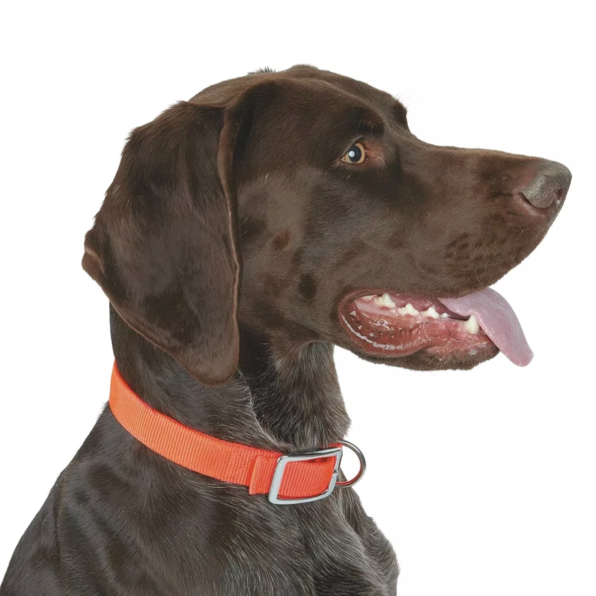 Boss Pet Guardian Gear 1 In. x 16 to 19 In. Nylon Hunting Dog Collar - photo 2