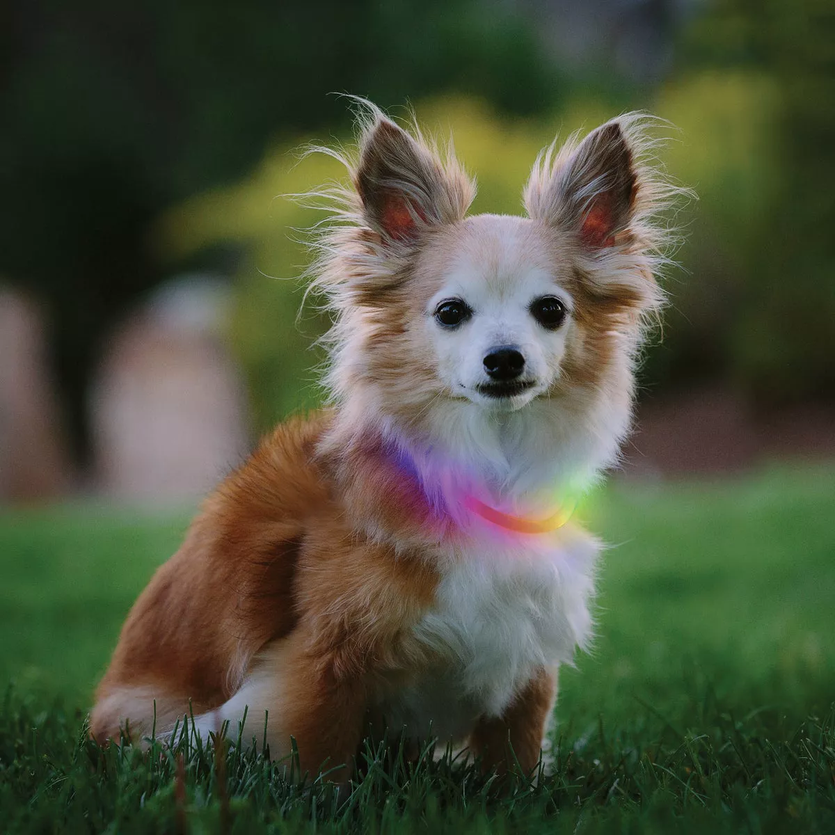 Nite Ize Nite Howl Lithium Polymer Rechargeable Color Changing LED Mini Safety Necklace - photo 2