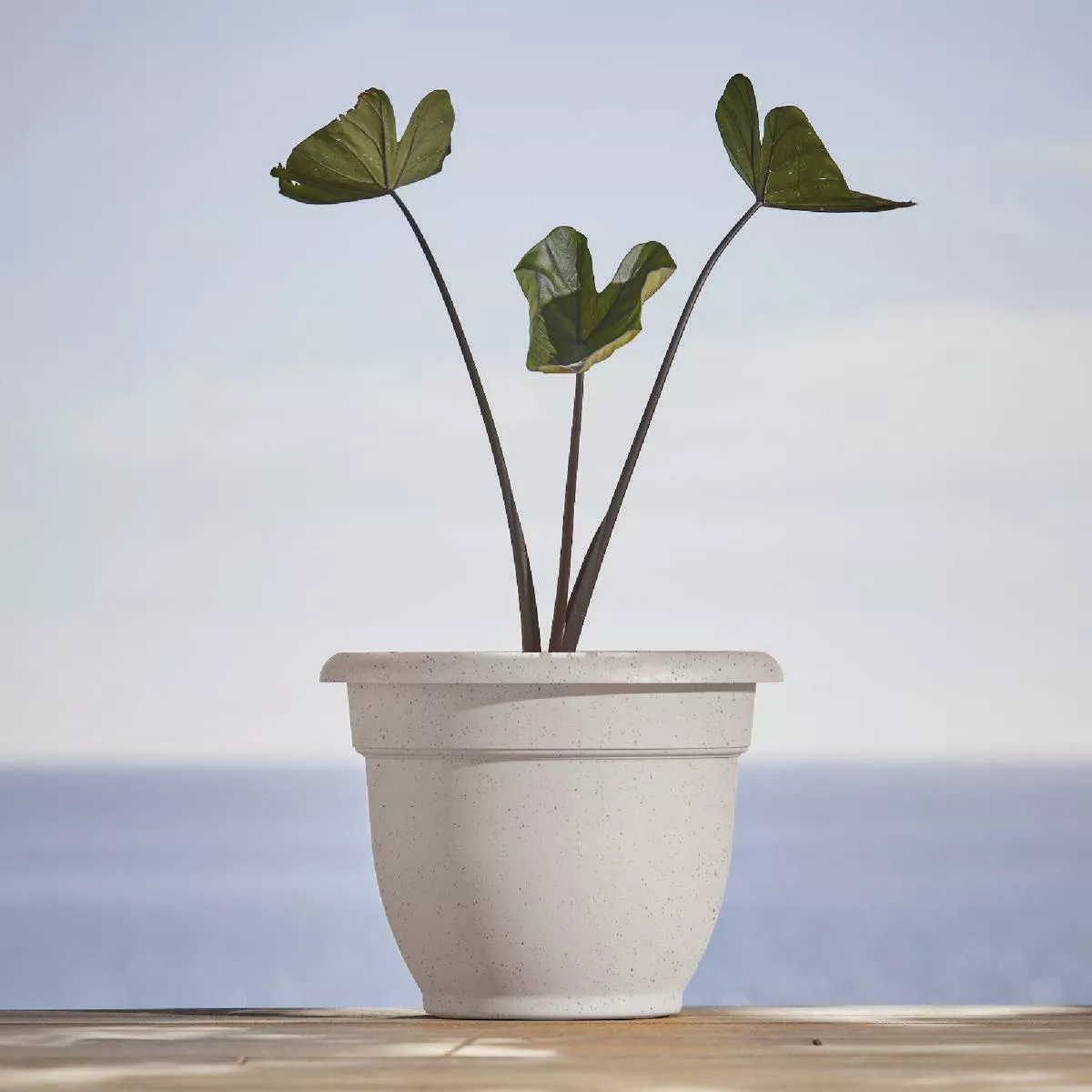 Bloem Ariana 10 In. Vanilla Bean Planter - photo 2