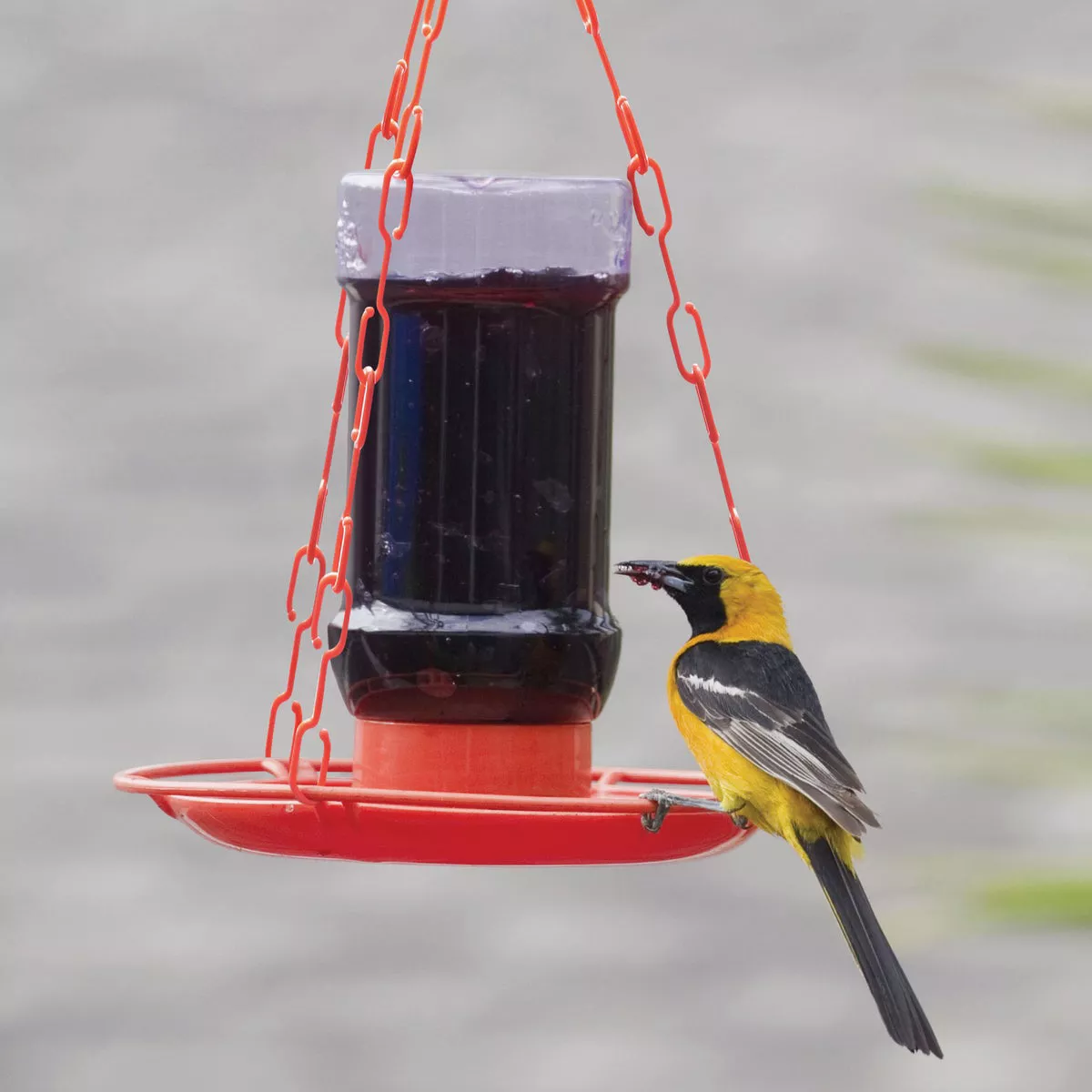 Perky-Pet 32 Oz. Plastic Jelly Jar Oriole Feeder - photo 3