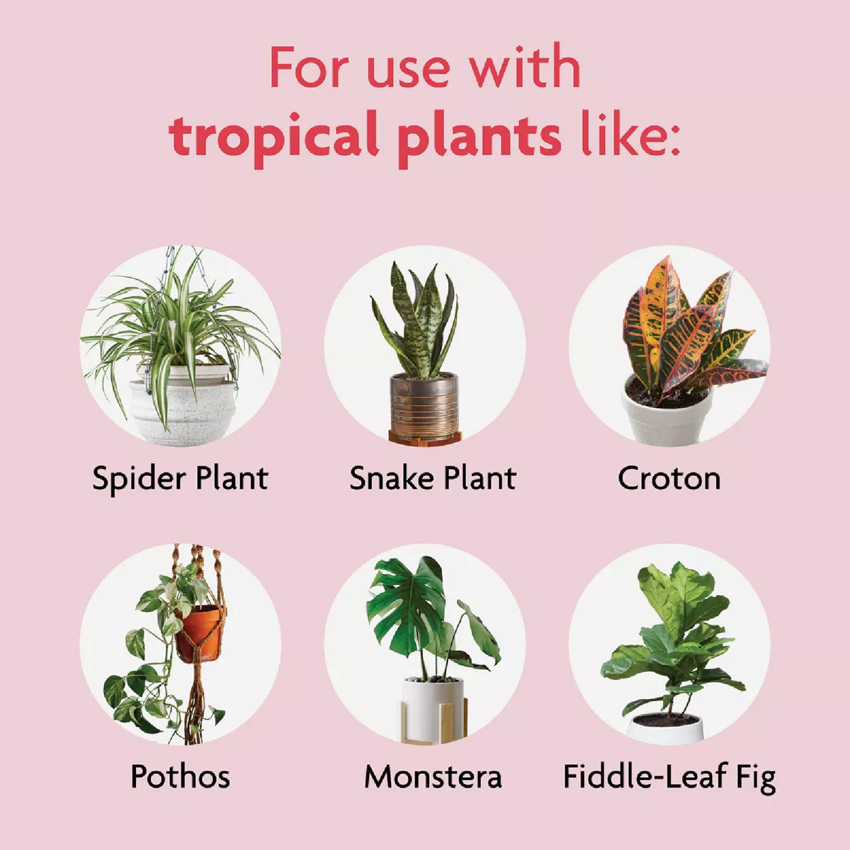 Miracle-Gro 8 Oz. Tropical Houseplant Food - photo 4