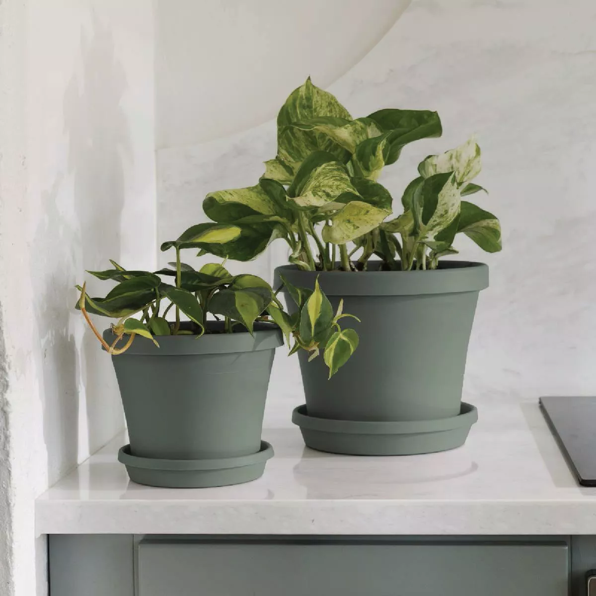 Bloem Terra 8 In. Basil Flower Pot Saucer - photo 2