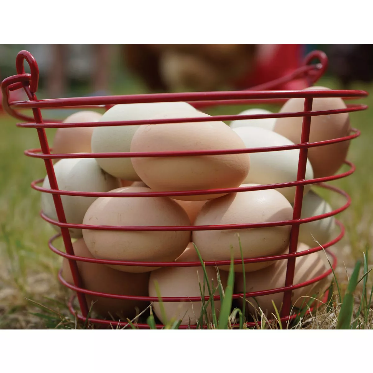 Stromberg's Large Red Egg Basket - photo 3