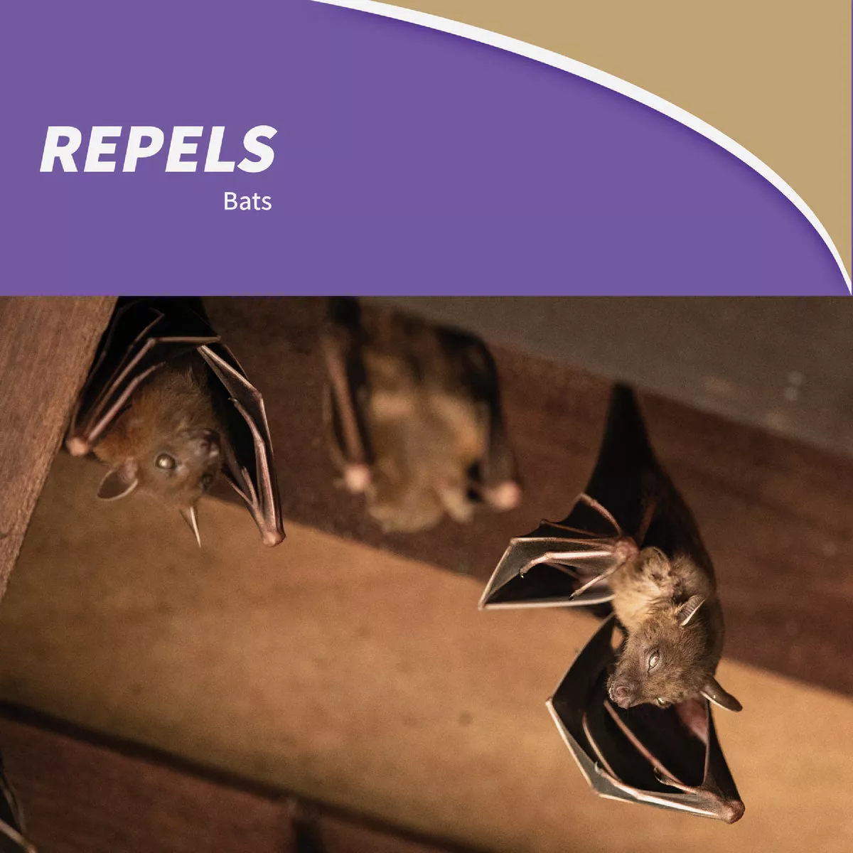 Bonide Bat Magic Granular Bat Repellent Place Packs (4-Pack) - photo 3