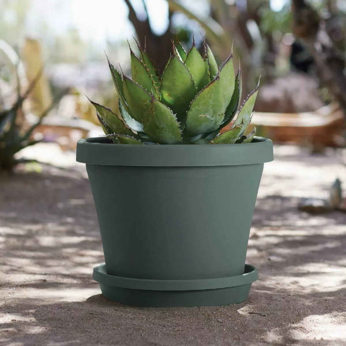 Bloem Terra 12 In. Basil Planter - photo 2
