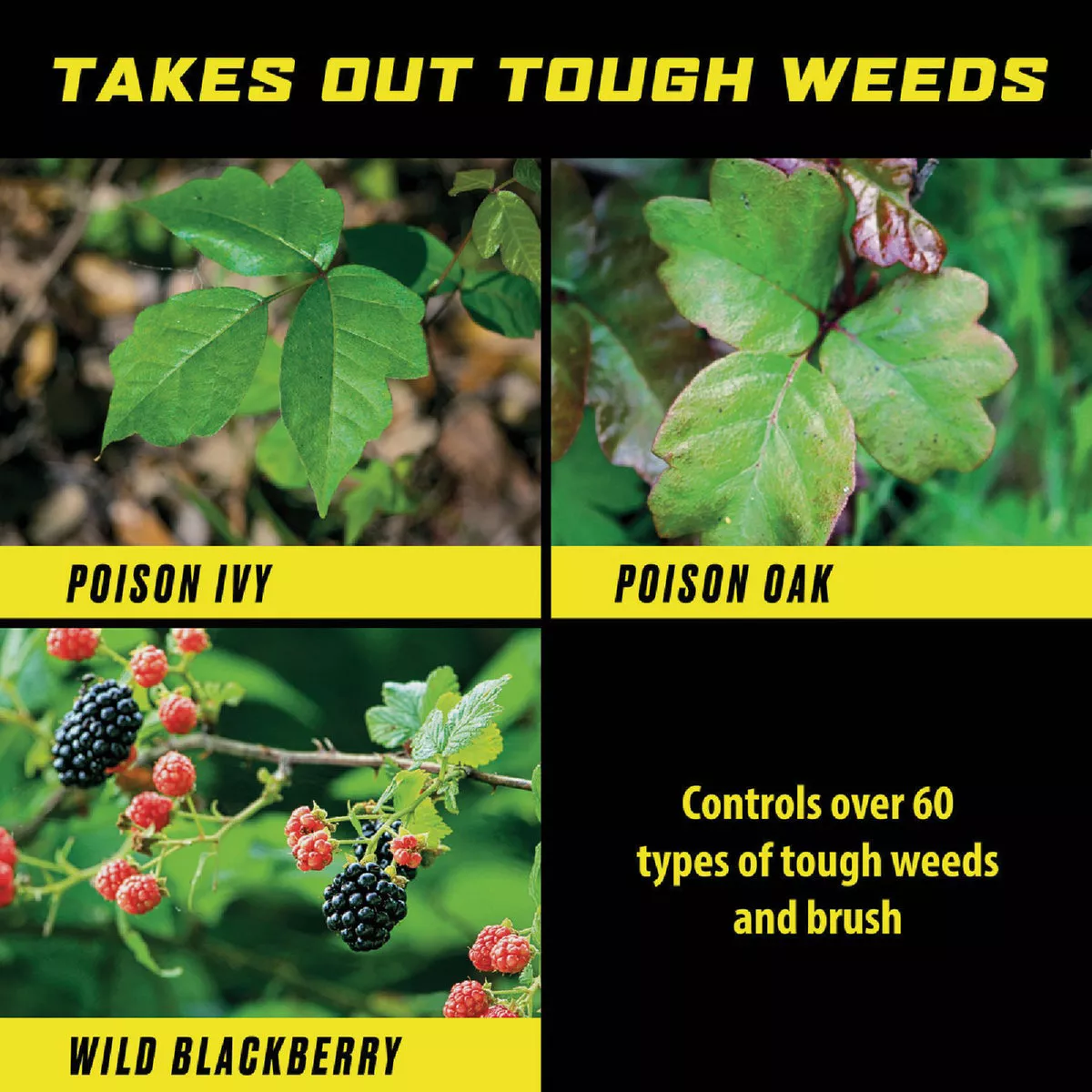 Ortho GroundClear 32 Oz. Concentrate Poison Ivy & Tough Brush Killer - photo 2
