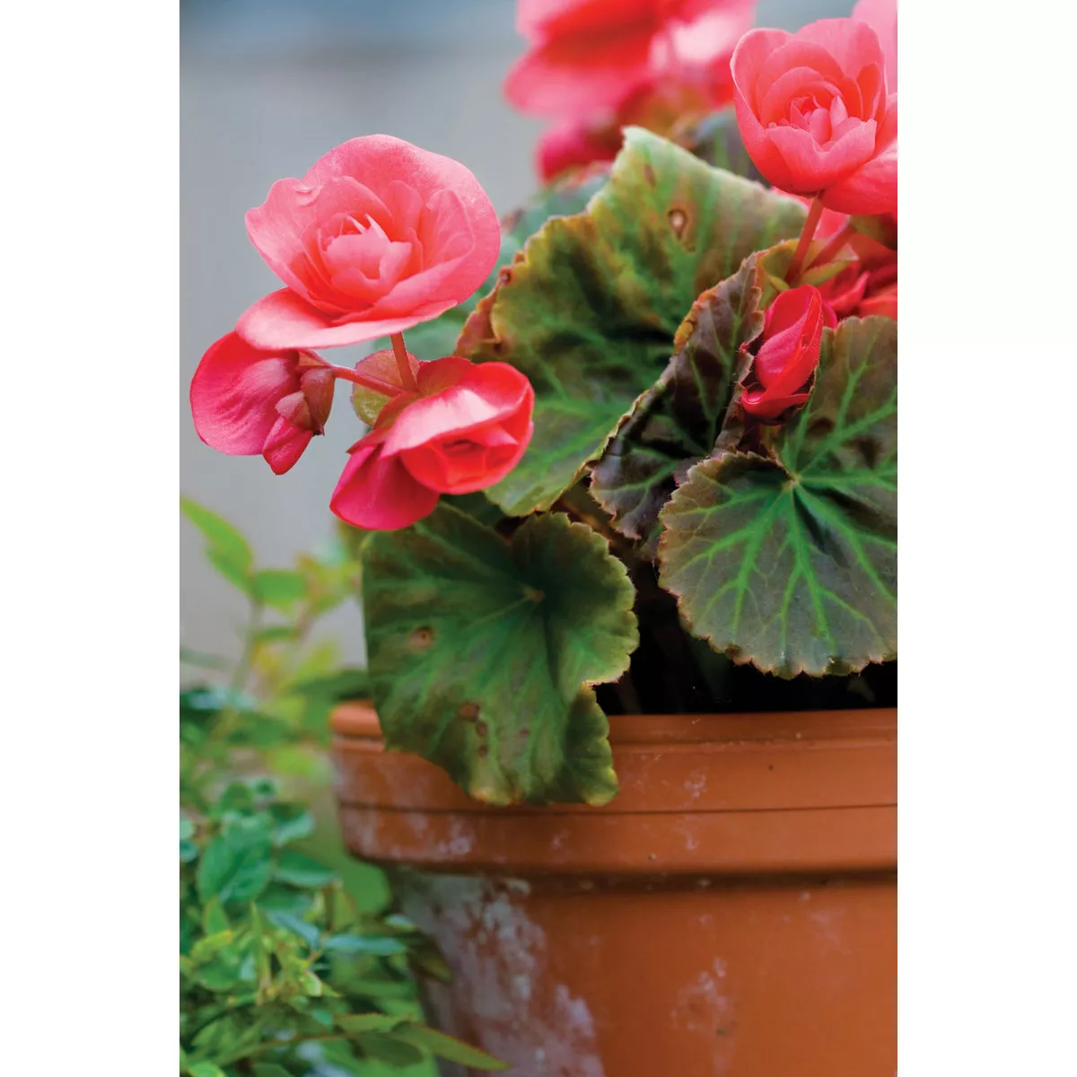 Deroma 4.3 In. Red Terra Cotta Clay Standard Planter - photo 2