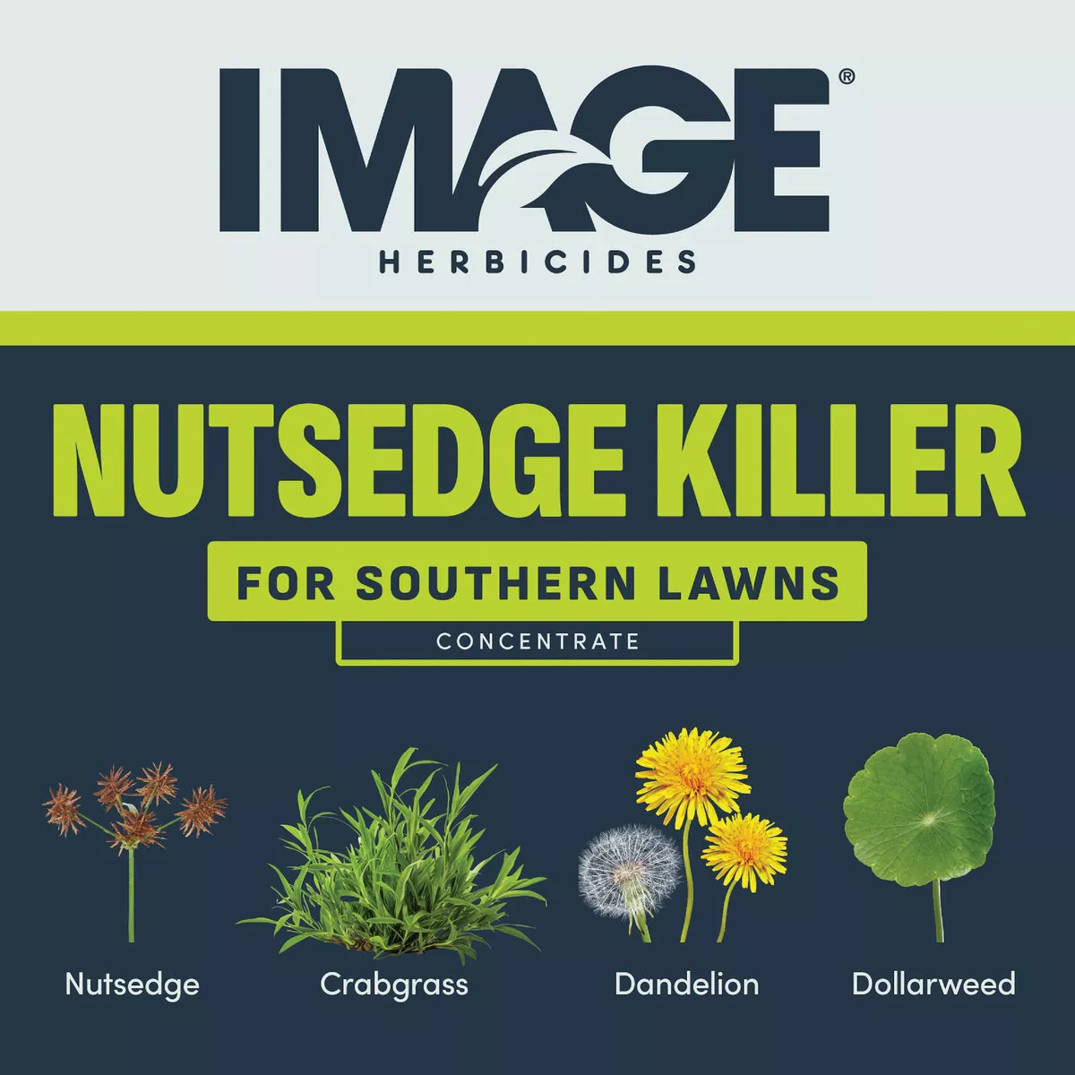 Image 24 Oz. Concentrate Southern Lawn Nutsedge & Weed Killer - photo 3