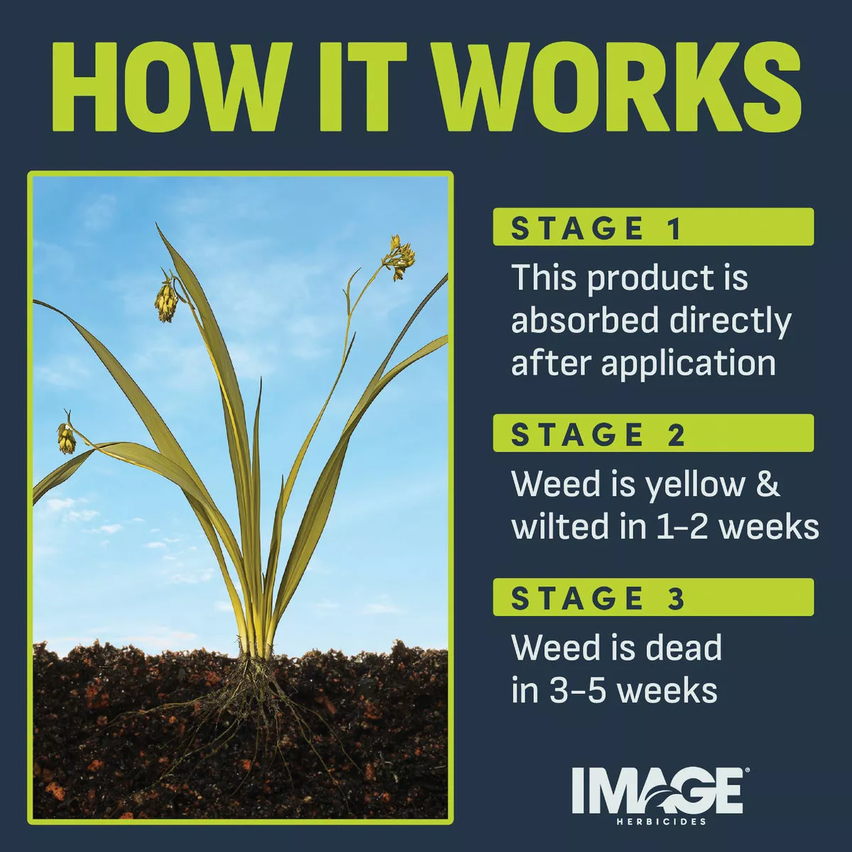 Image 24 Oz. Concentrate Southern Lawn Nutsedge & Weed Killer - photo 5