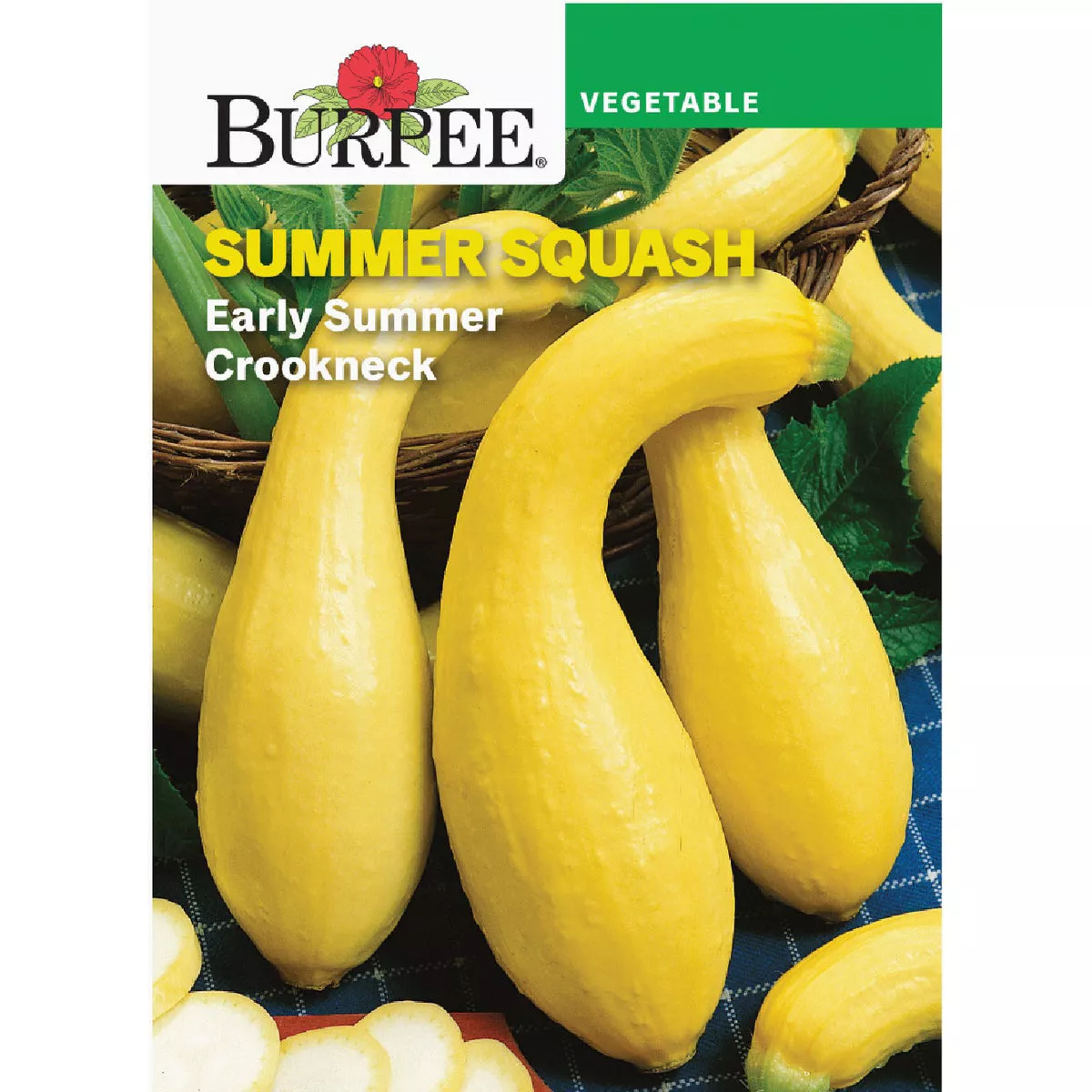 Burpee Squash, Summer Early Summer Crookneck Seed Packet