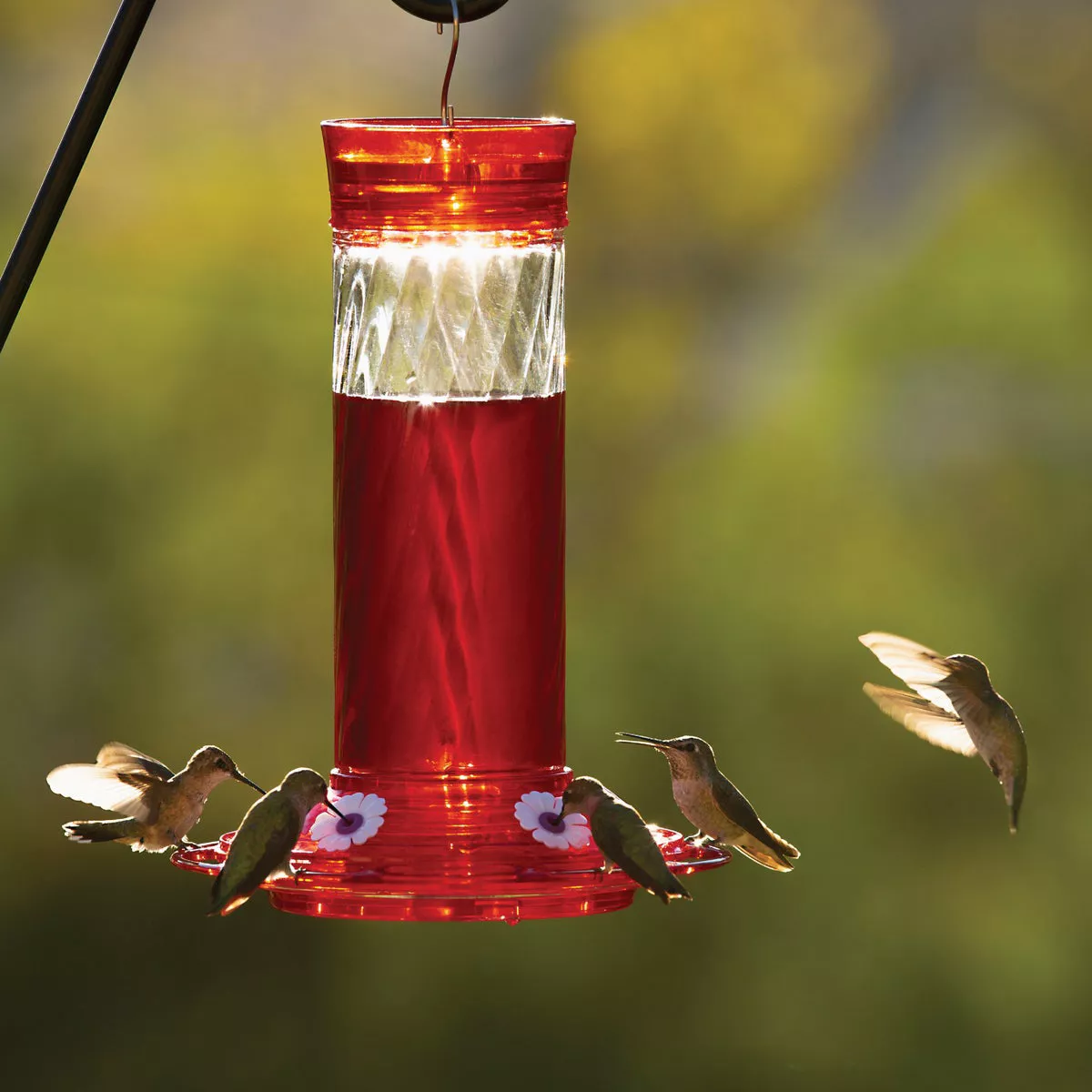 Classic Birds More Birds Bird Health+ 32 Oz. Liquid Concentrate Red Hummingbird Nectar - photo 2