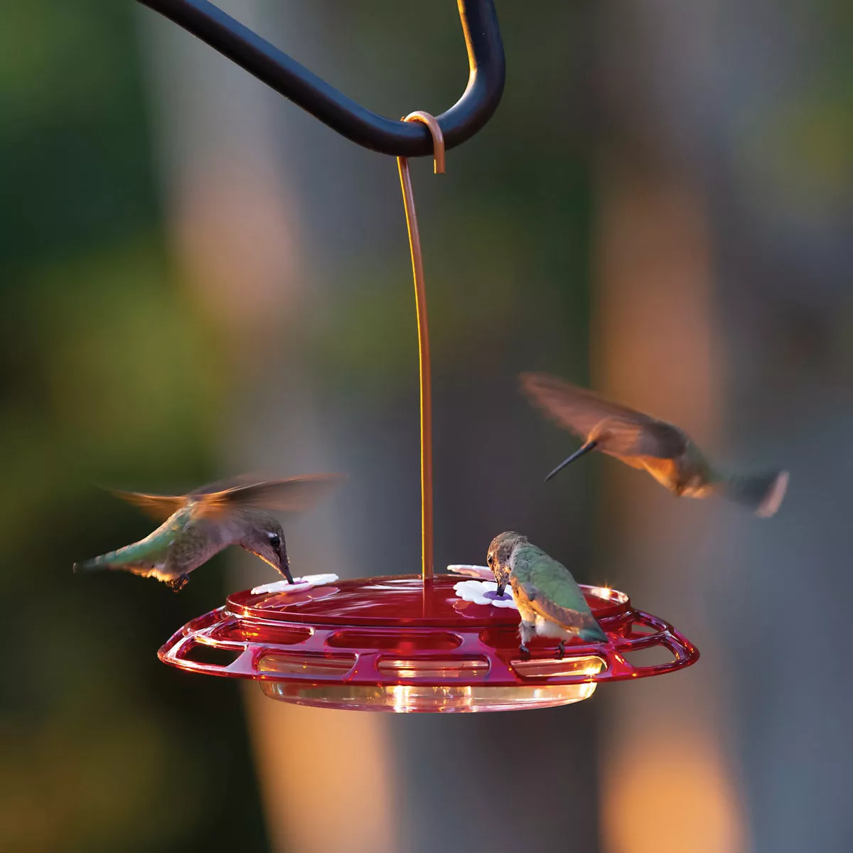 Classic Birds More Birds Bird Health+ 6 Oz. 3-In-1 Hummingbird Feeder - photo 4