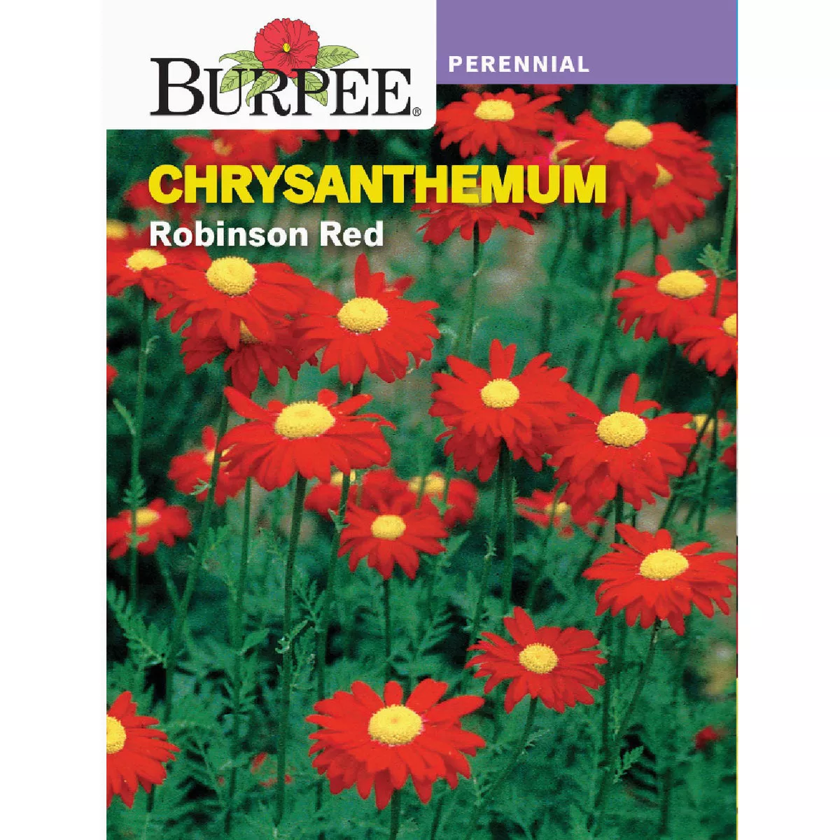 Burpee Heirloom Chrysanthemum Robinson Red Seed Packet